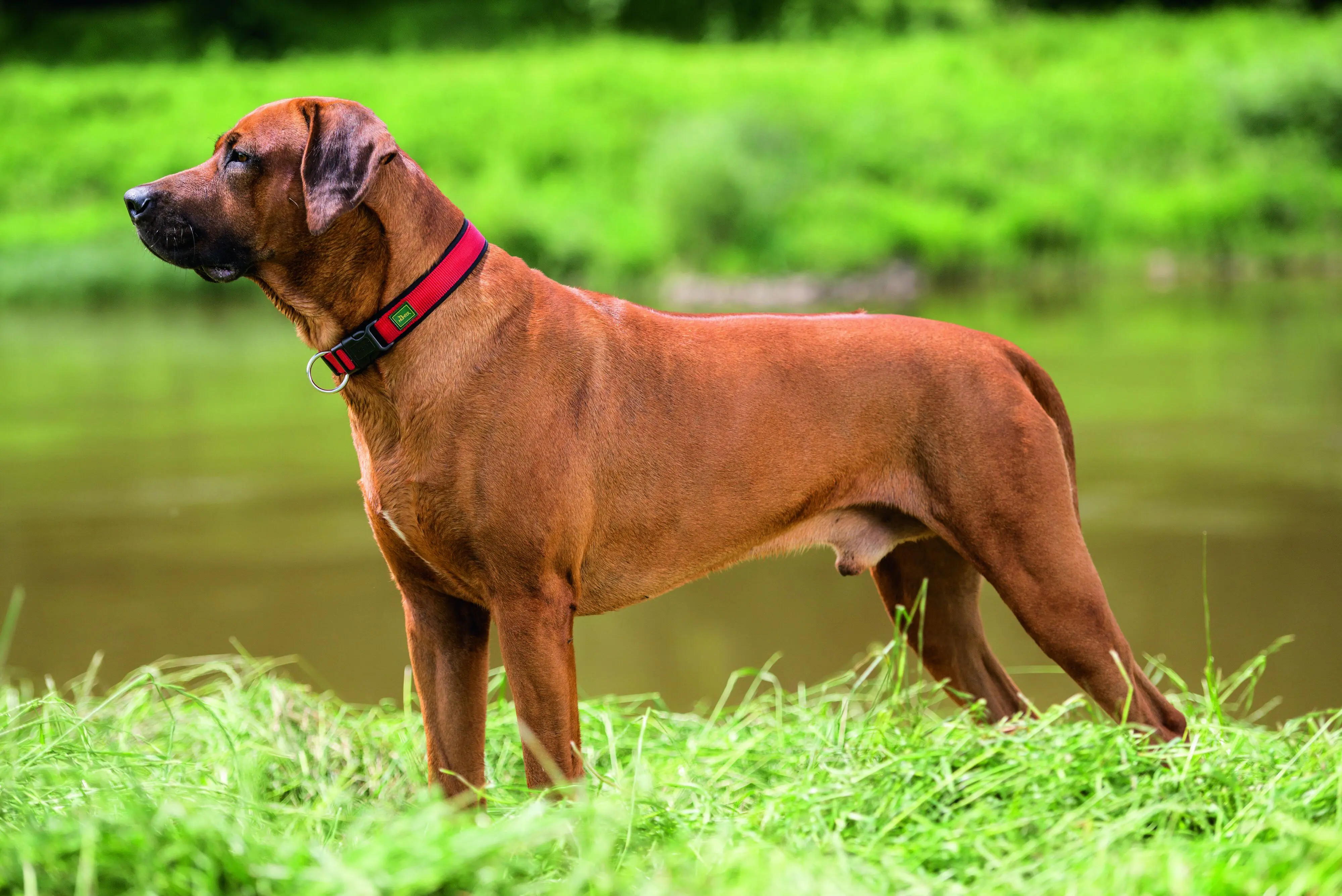 Hunter Hundehalsband Neopren Vario Plus L rot/schwarz