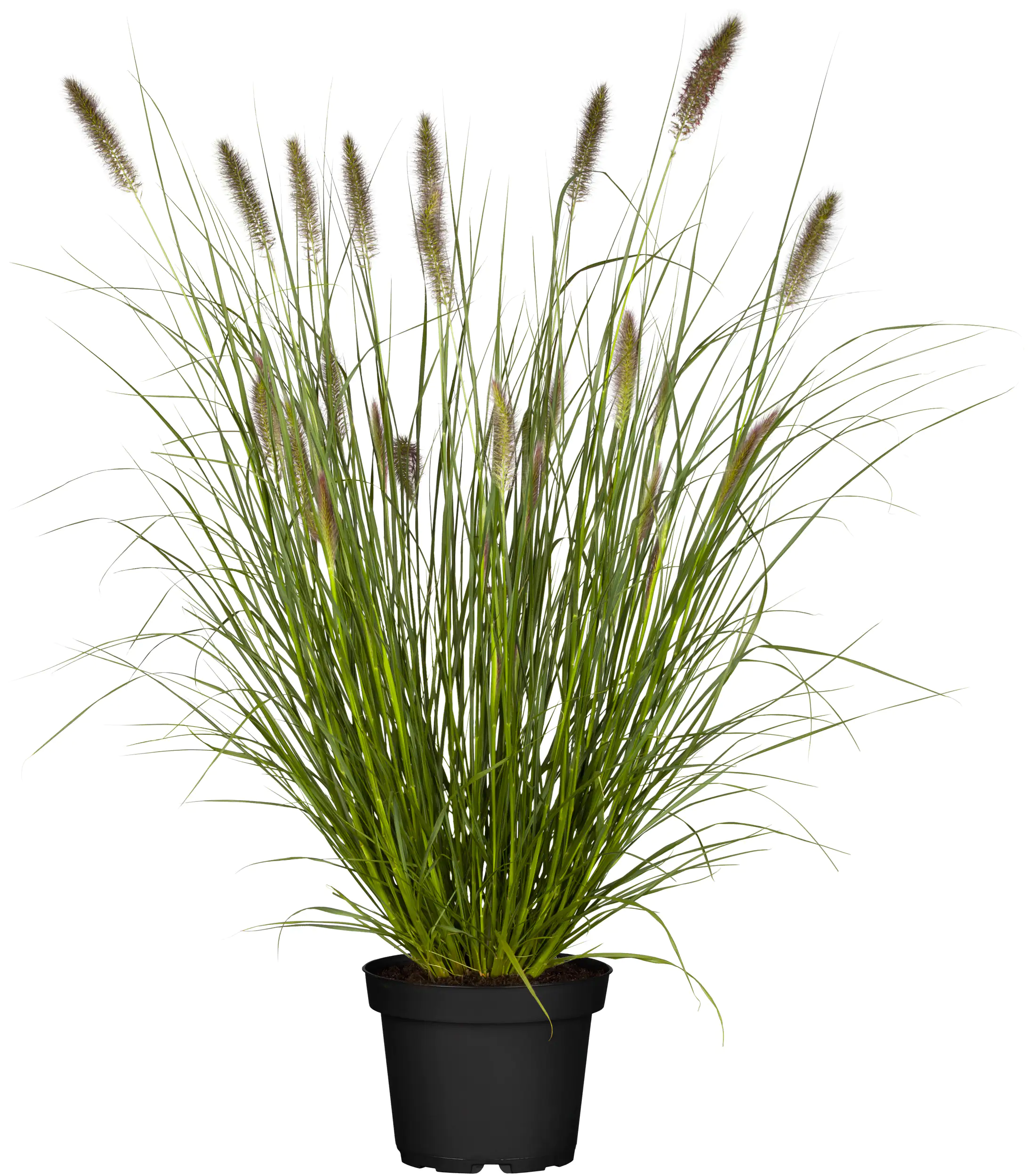 Lampenputzergras 3,5 L Container, 60- 80 cm hoch