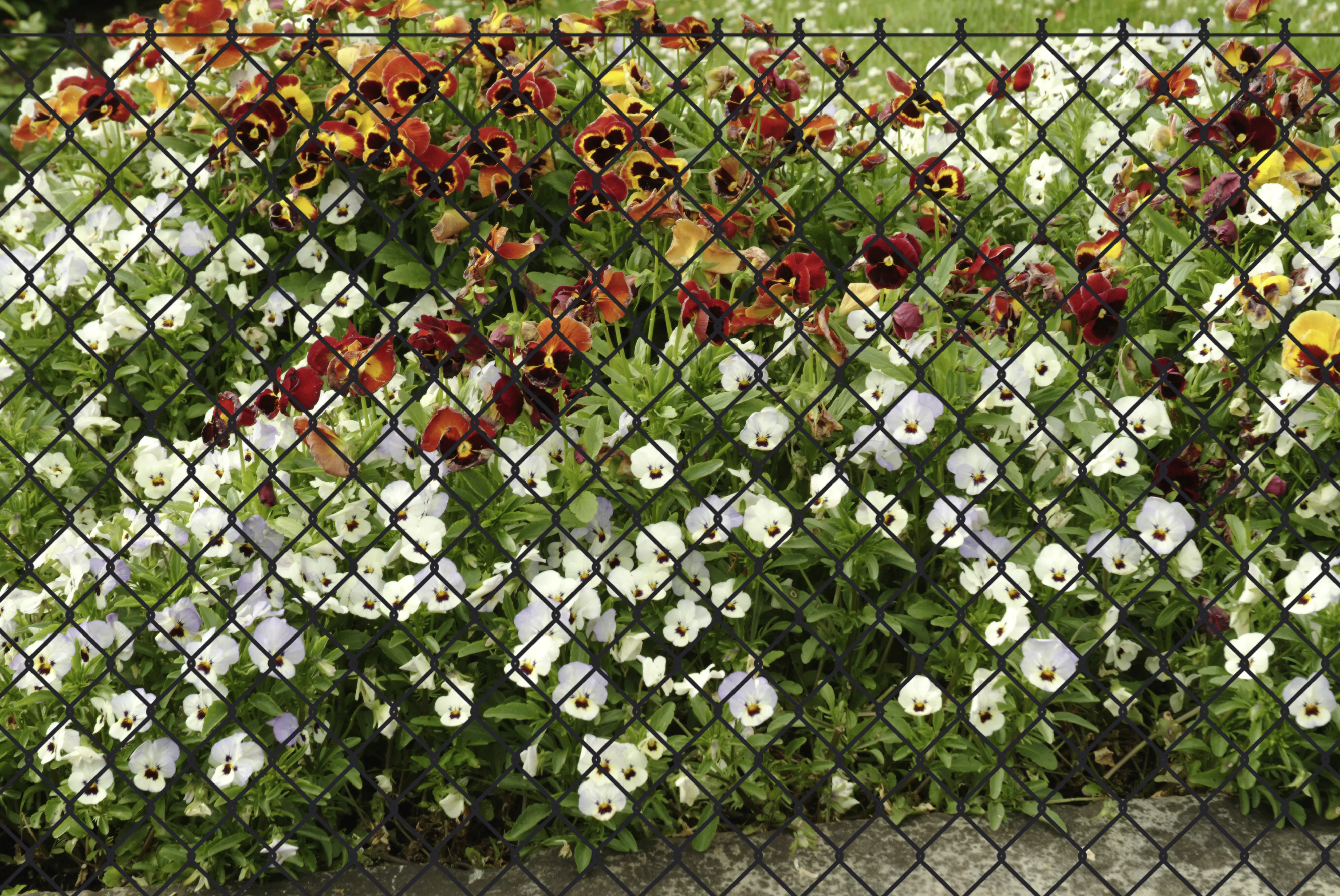 Floraworld Geflechtzaun 4-eckig 25 x 1.5 m MW: 60 mm anthrazit