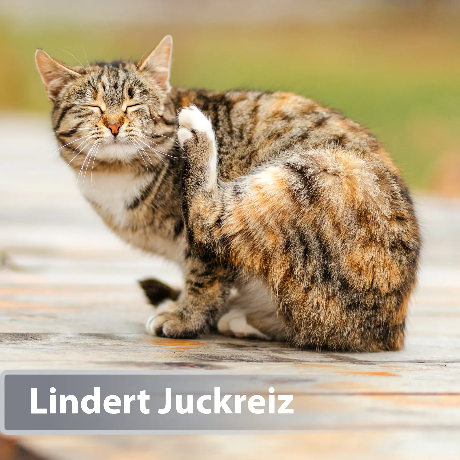 Felisept Mikro Silberspray für Katzen 75 ml