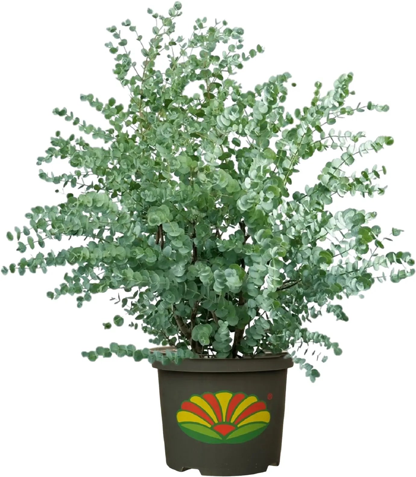 Eukalyptus Silver Dollar 5 L Container