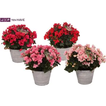 Begonia Begonie Betulia 19 cm im Zinktopf 