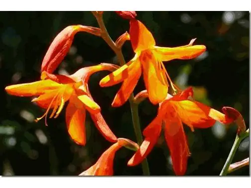Mondbretia Crocosmia H ca 40 cm 23 cm Topf 
