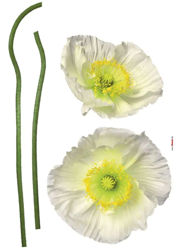 Komar Decosticker Pavot Blanc 50 x 70 cm