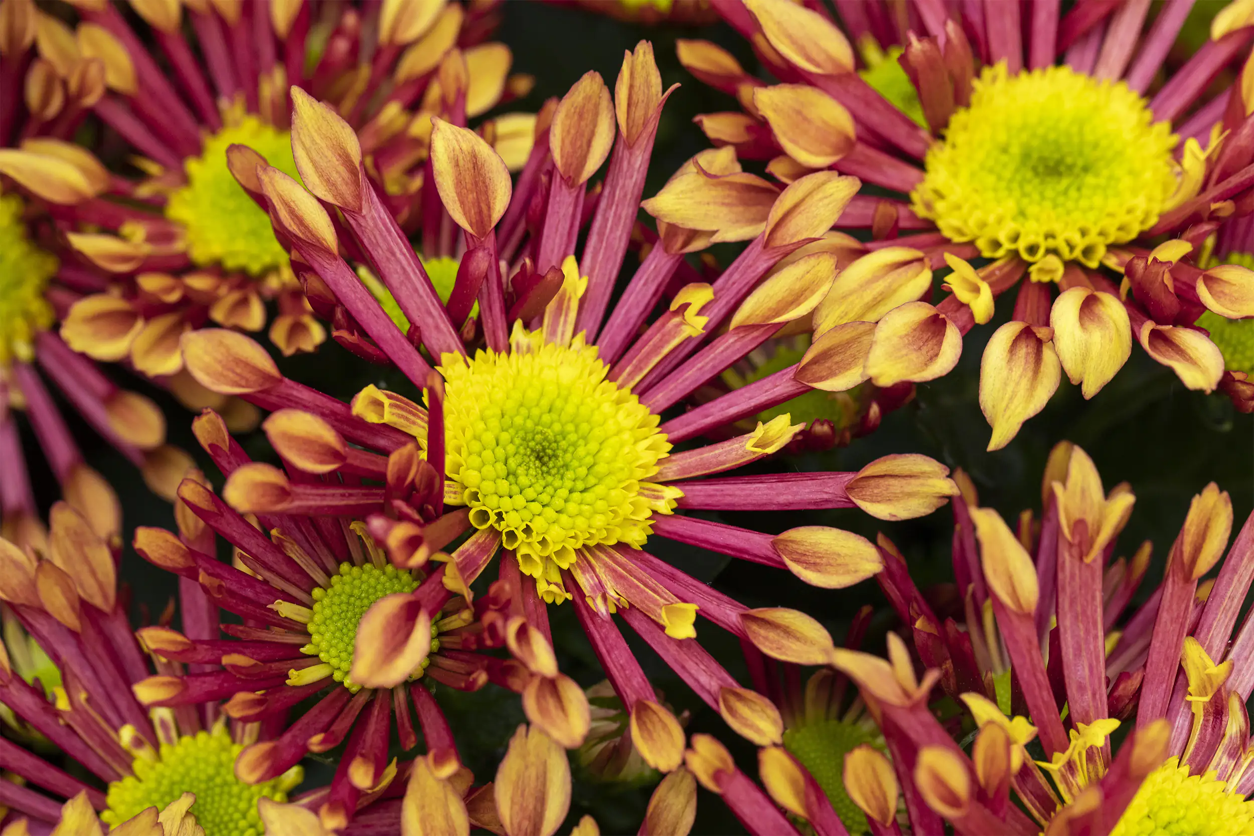 Chrysanthemen H ca 20 cm 13 cm Topf