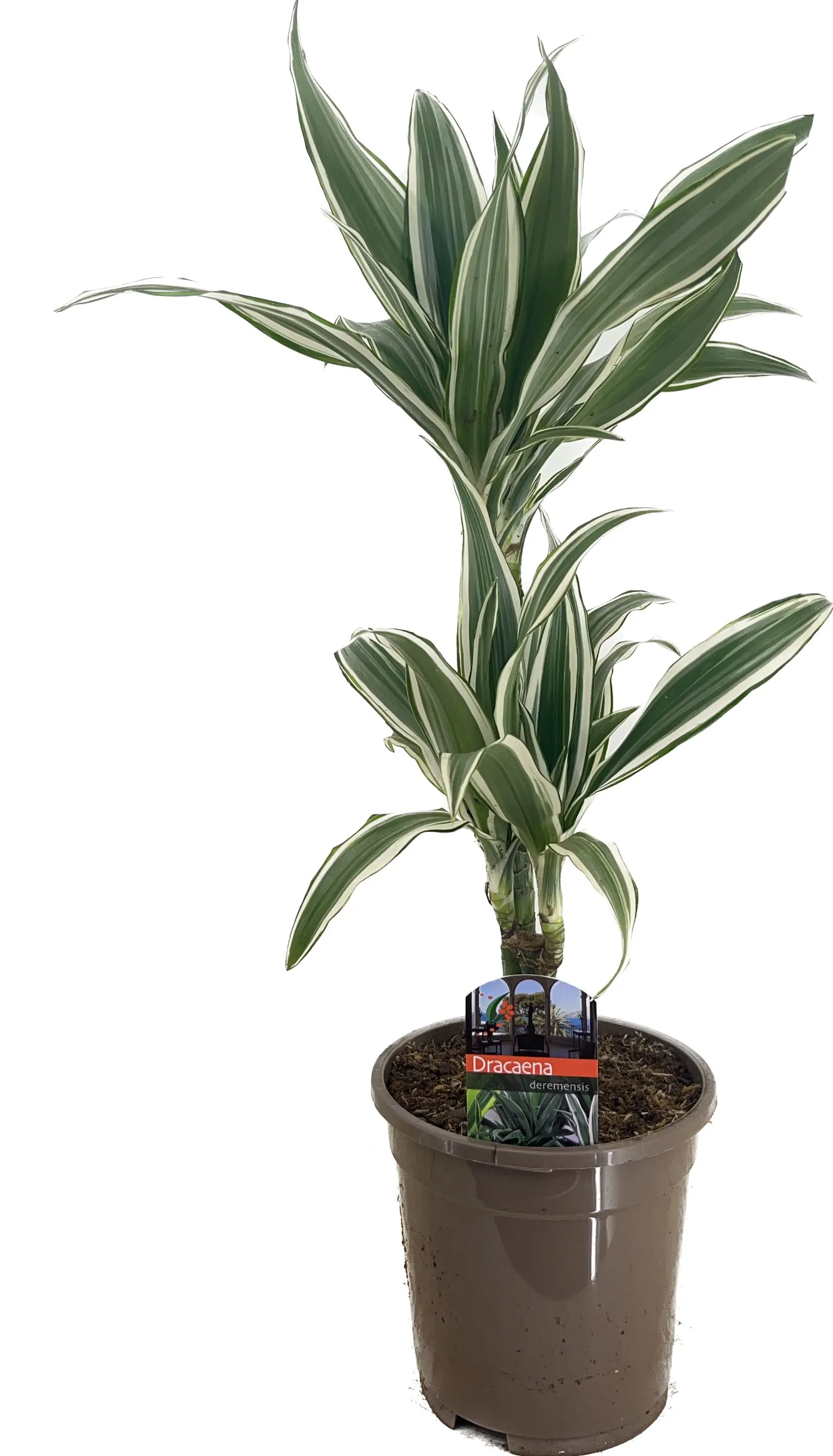 Drachenbaum Dracaena deremensis White Stripe H 30/10 cm, 17 cm Topf