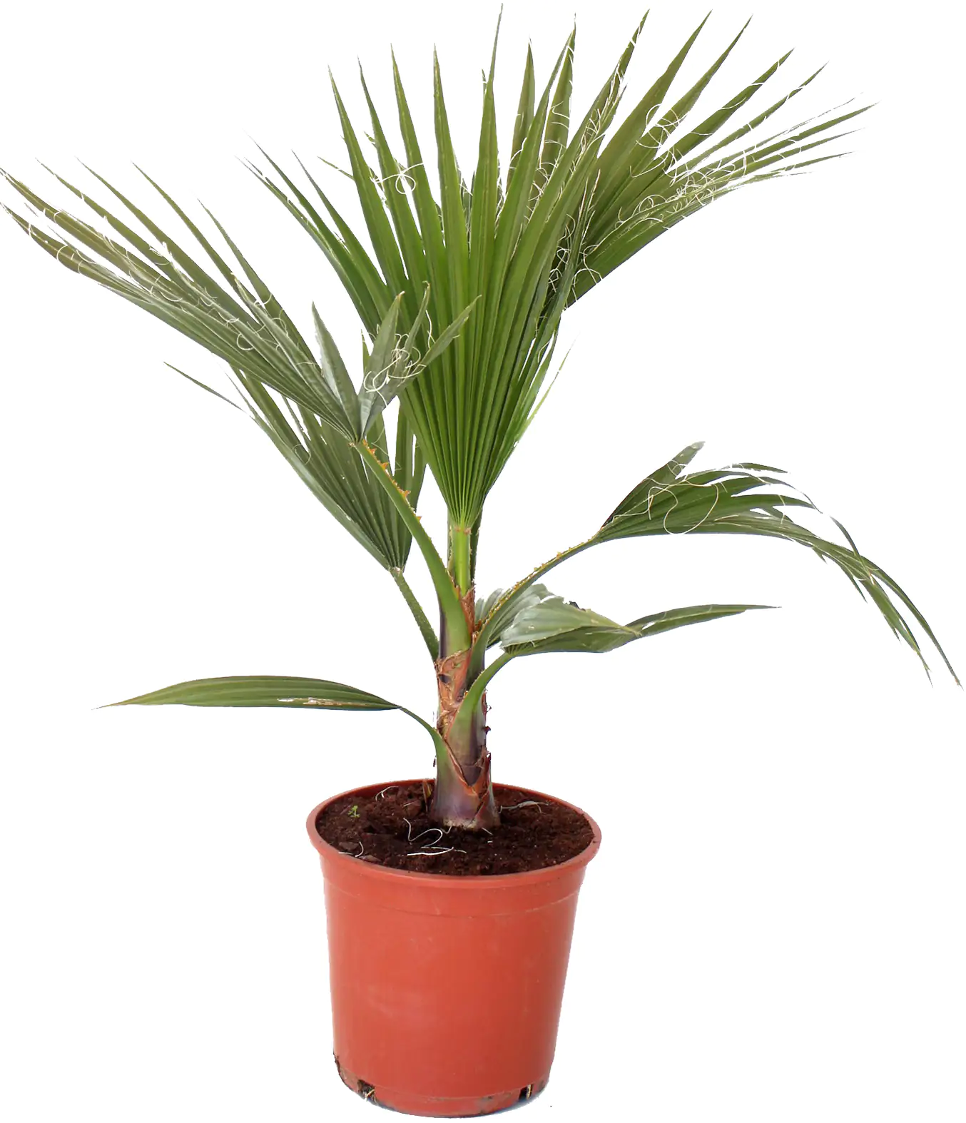 Fächerpalme Washingtonia Robusta H ca. 60 - 80 cm 20 cm Topf
