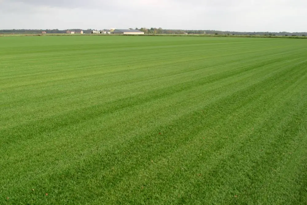 Premoplan Rollrasen Sport- und Spiel ab 30 m²