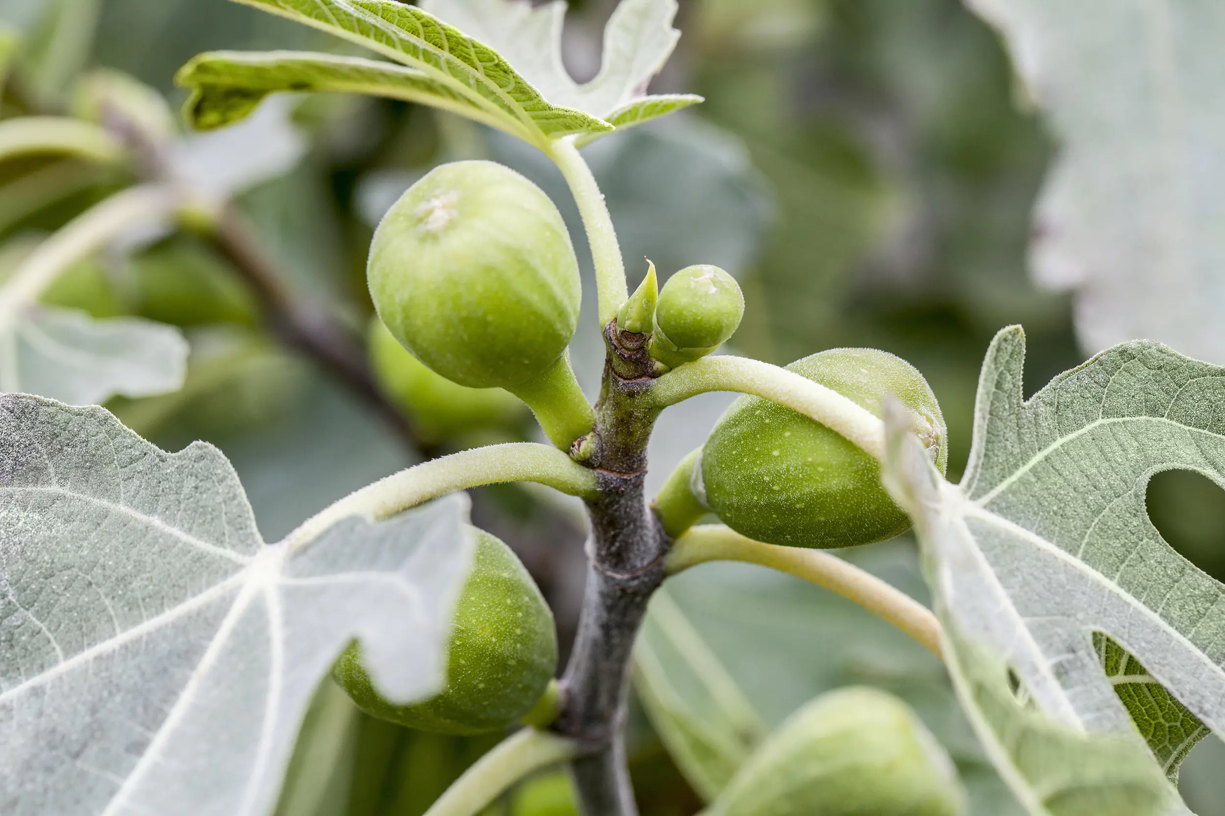 Ficus carica Little Miss Figgy Feige H 30 cm 17 cm Topf