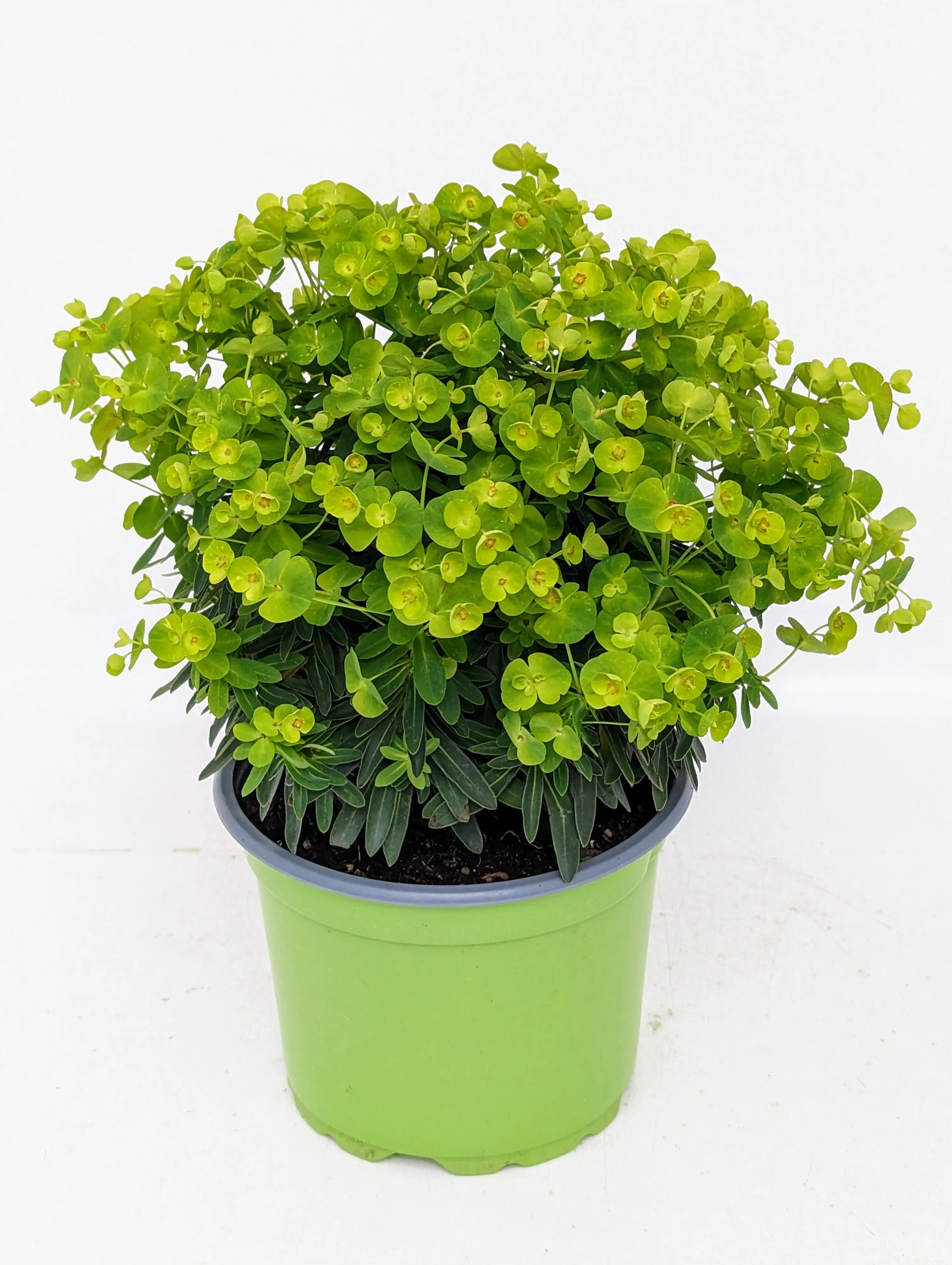 Wolfsmilch Euphorbia amygdaloides 17 cm Topf