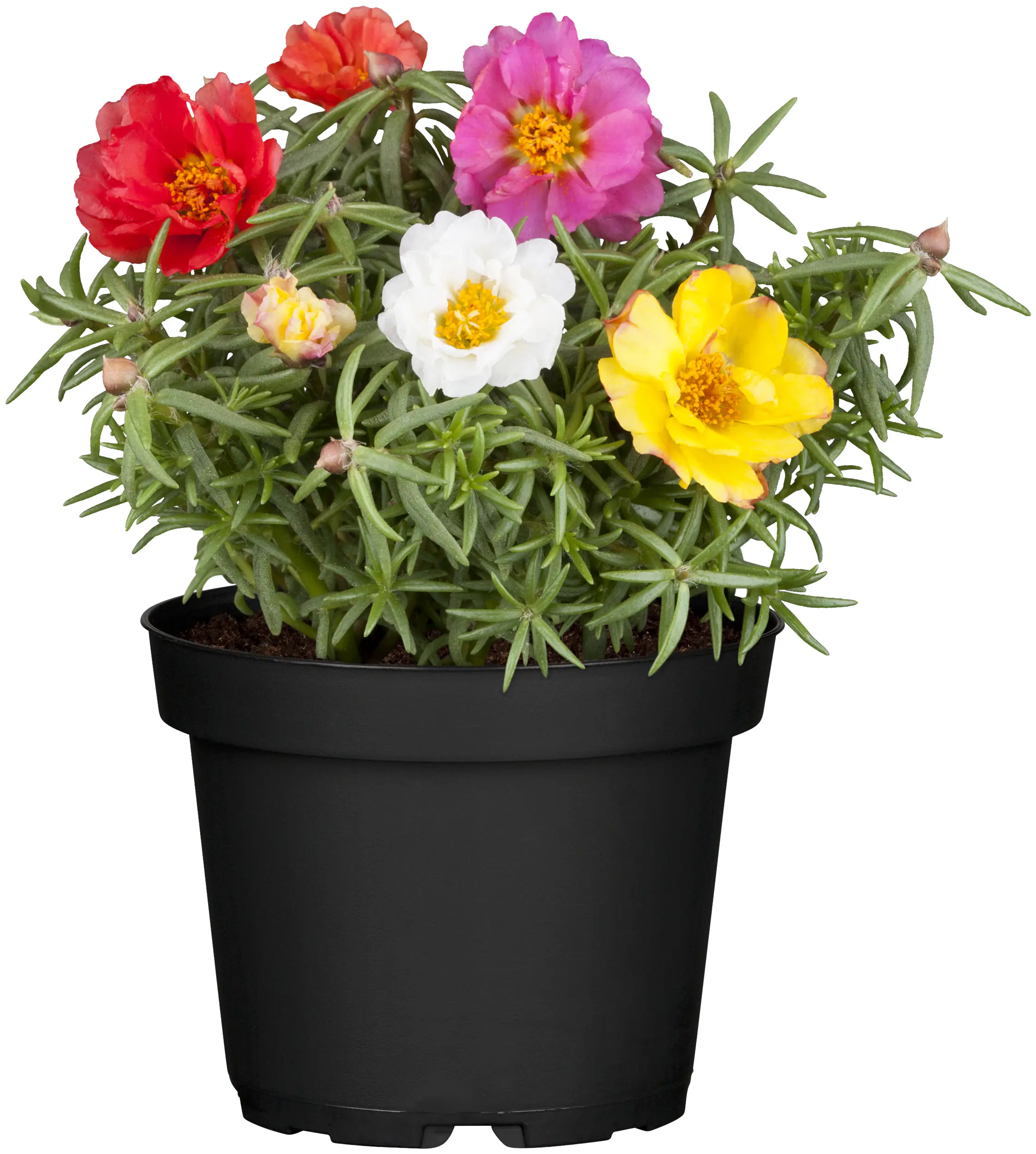 Portulakröschen Portulaca grandiflora 9 cm Topf