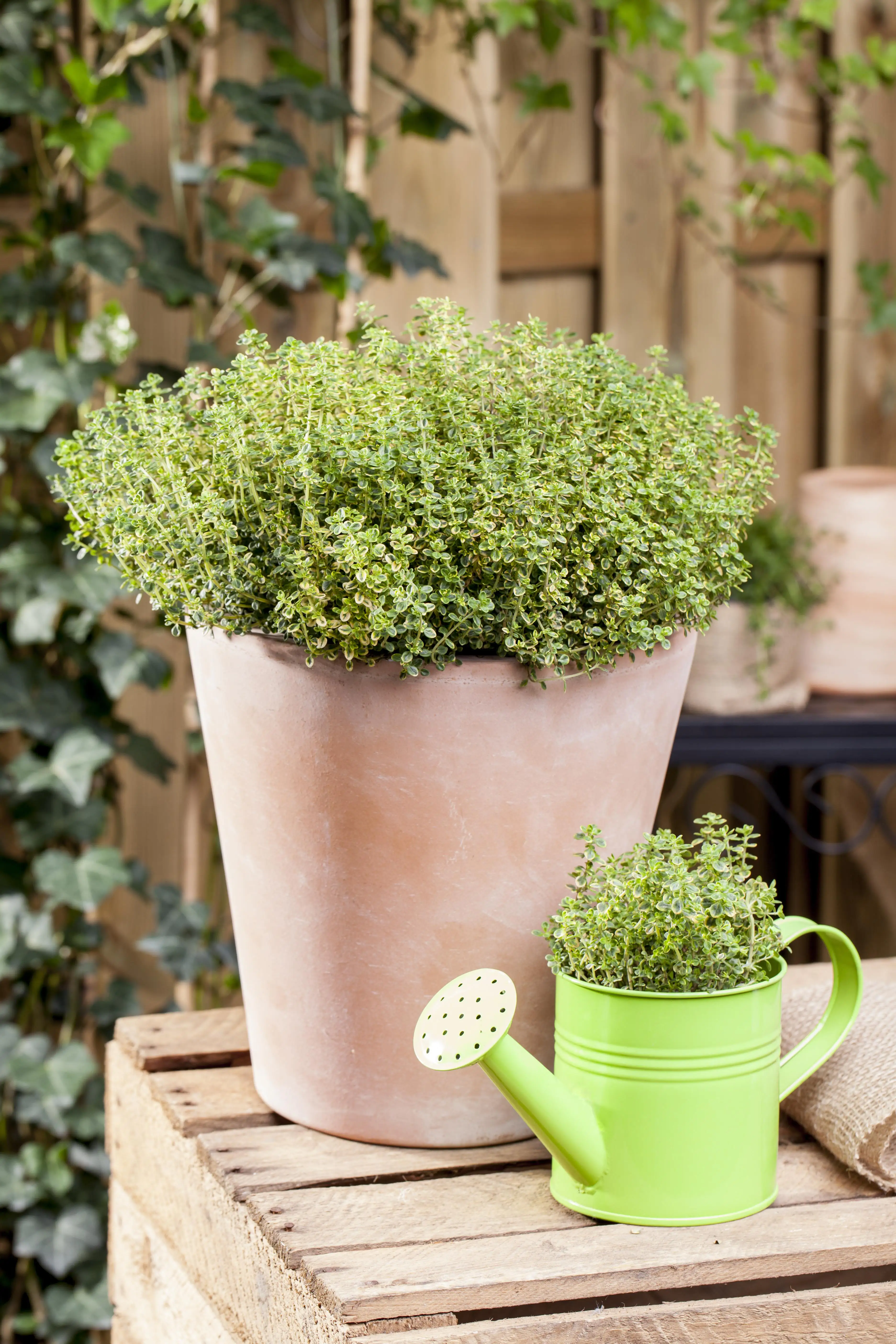 Mediterrane Gewürzkräuter Thymian Thymus Vulgaris in Sorten H 25 cm 14 cm Topf