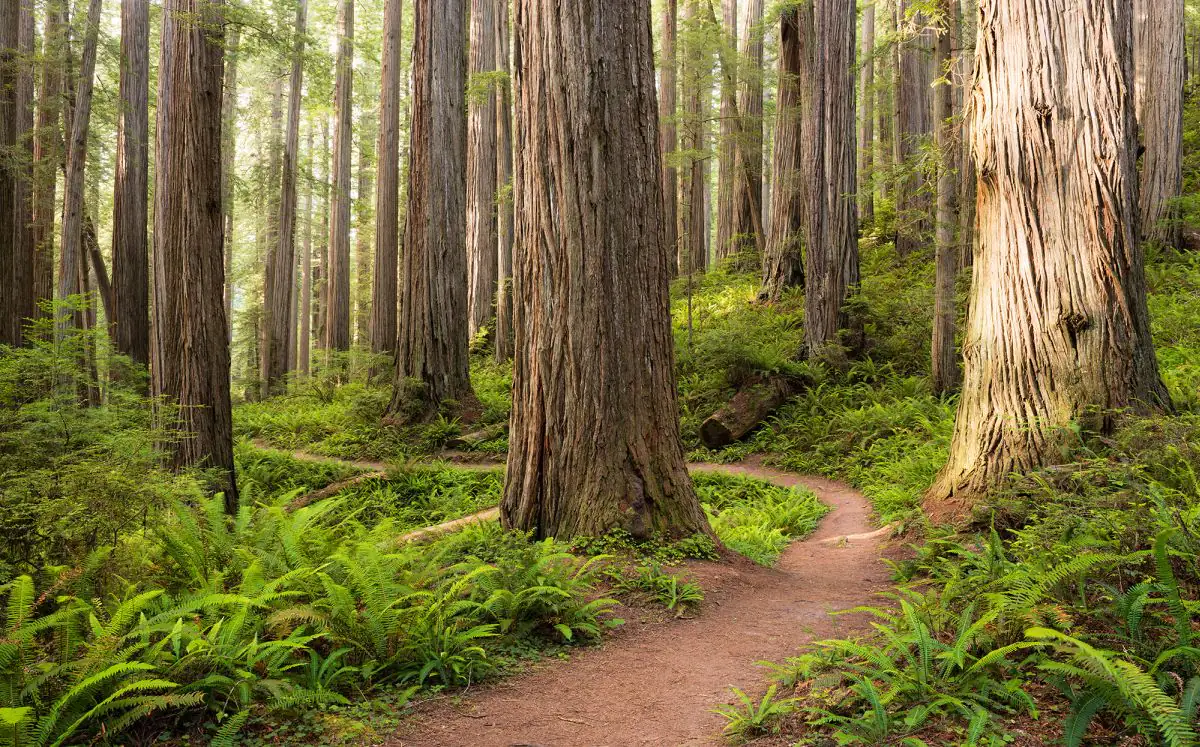 Komar Vlies Fototapete Redwood Trail 450 x 280 cm 