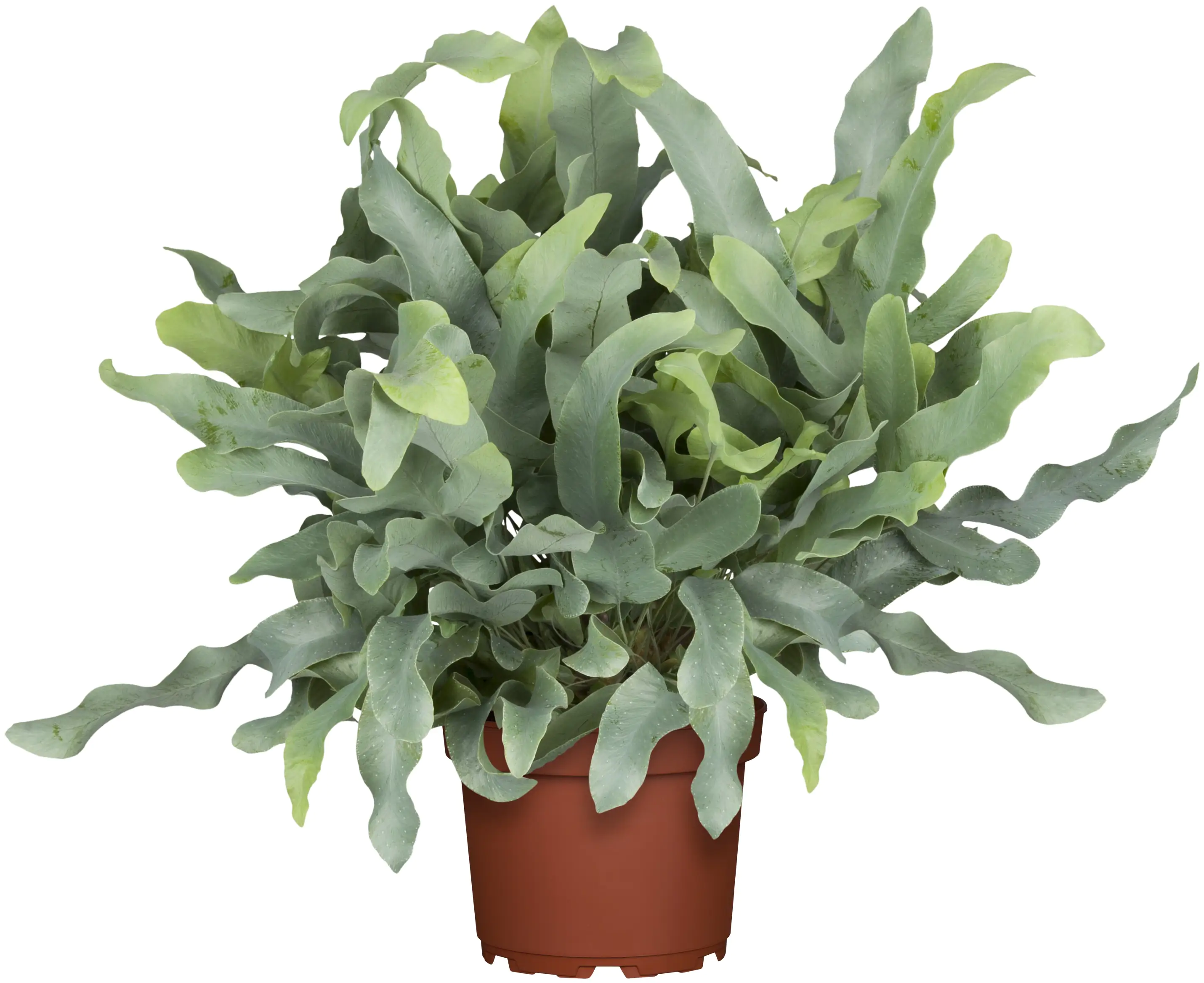 Blaufarn Phlebodium H ca. 60 cm 17 cm Topf