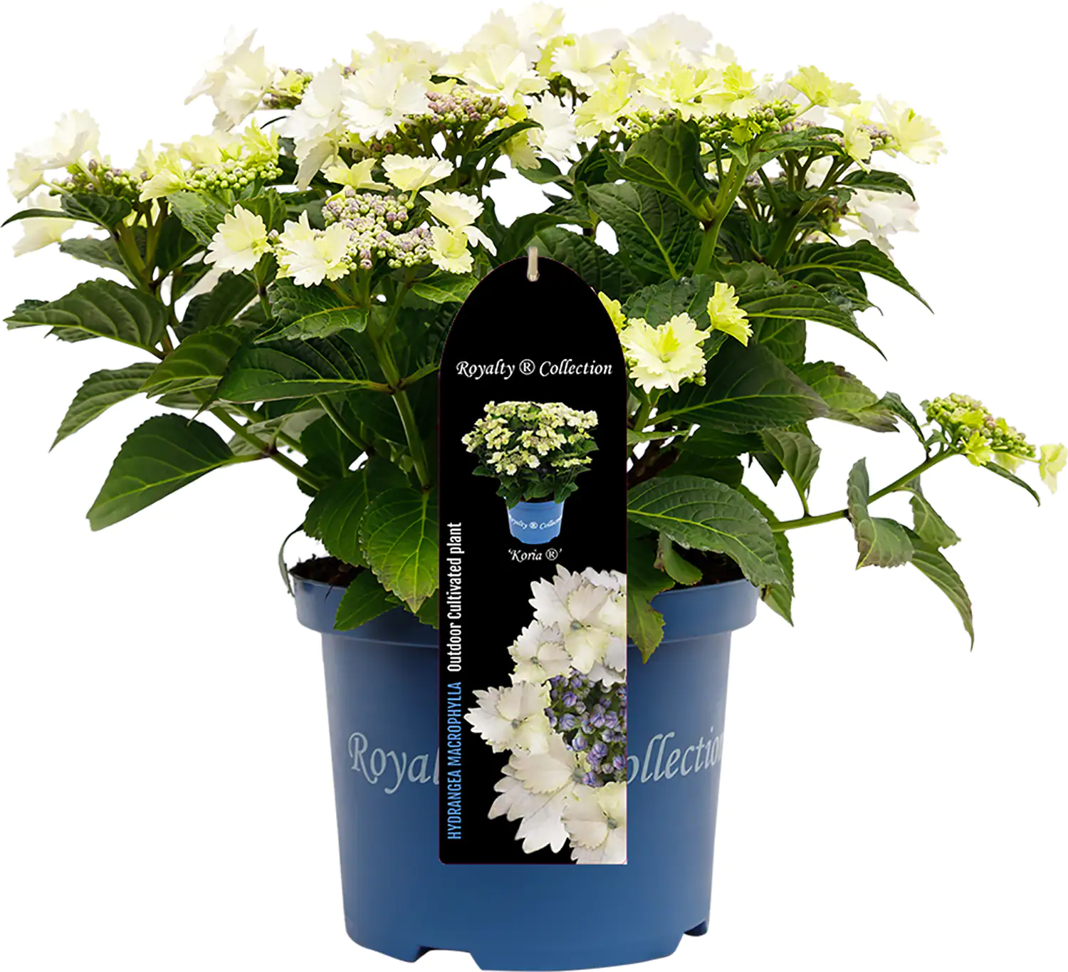 Bauernhortensie Royalty Collection Hydrangea mac H 30-40 cm 3L Container