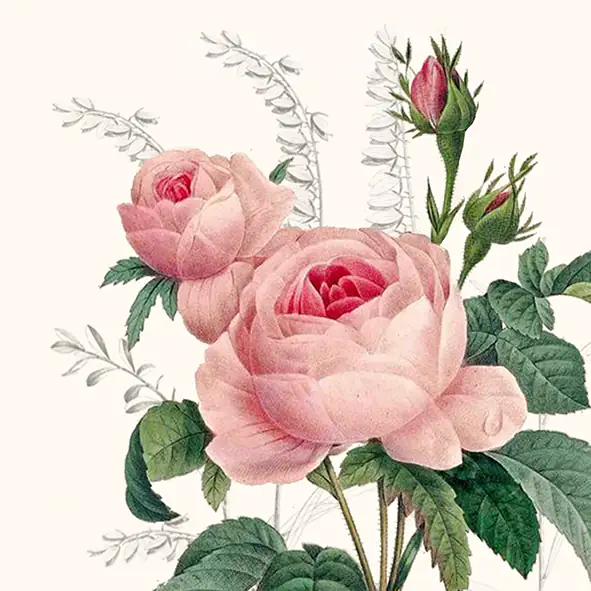 Braun & Company Servietten Motiv Wonderful Rose 25 x 25 cm - 20er Pack