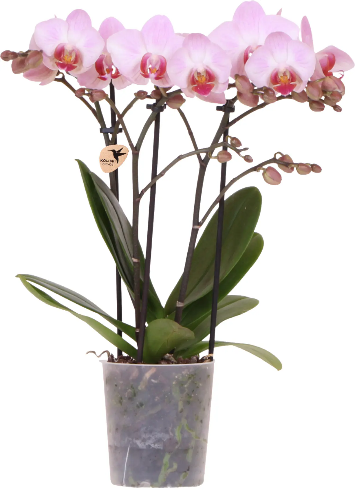 Orchidee Phalaenopsis 3 Trieber 30 - 40 cm hoch, im 9 cm Topf