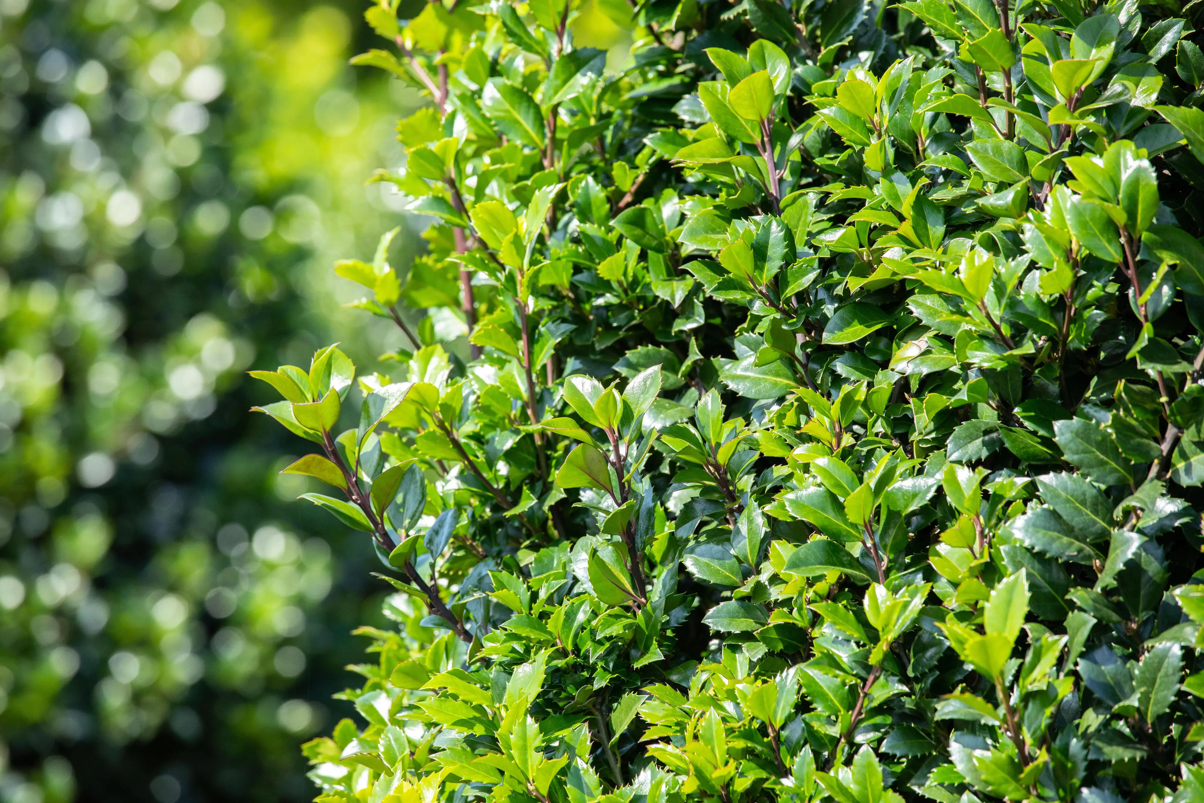 Stechpalme Ilex merservae Heckenstar H 80 - 100 cm, 20 Stück