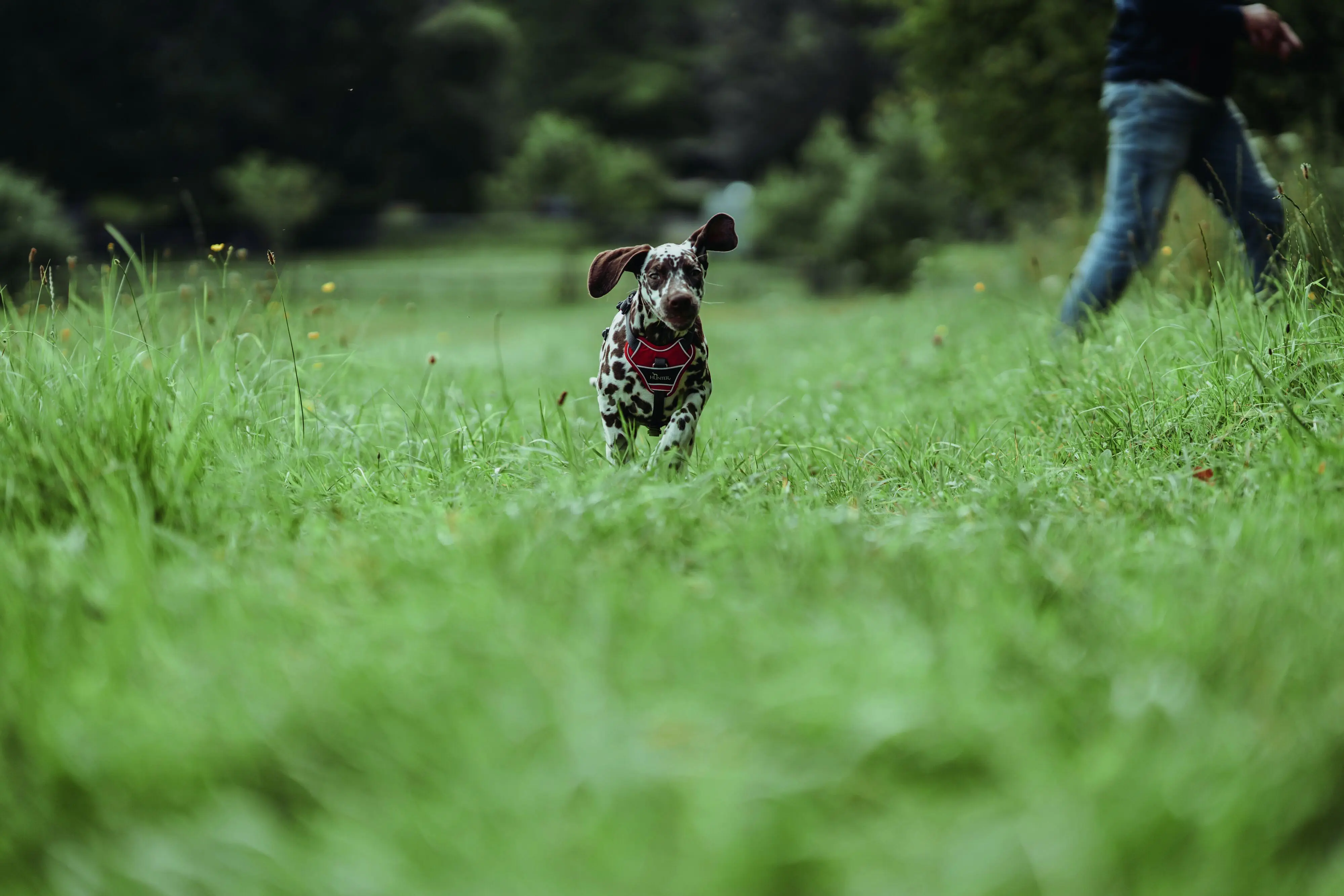 Hunter Hundegeschirr Divo S-M rot/grau