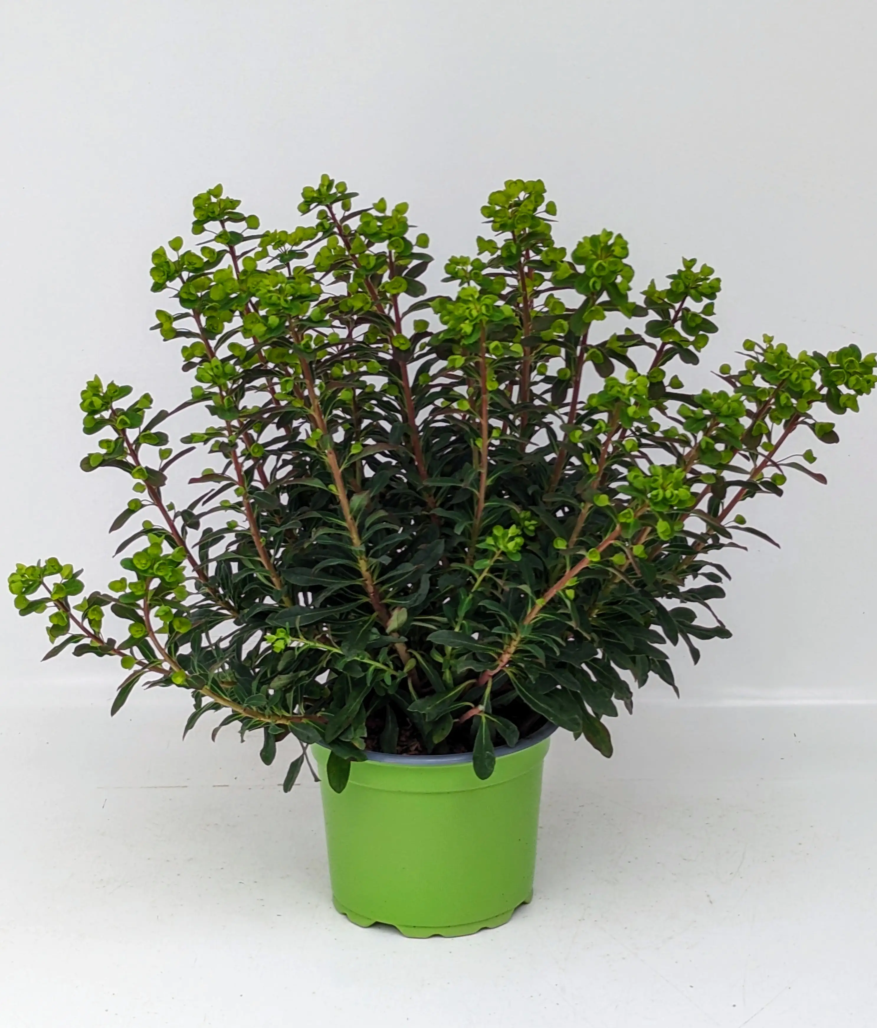 Wolfsmilch Euphorbia amygdaloides 17 cm Topf