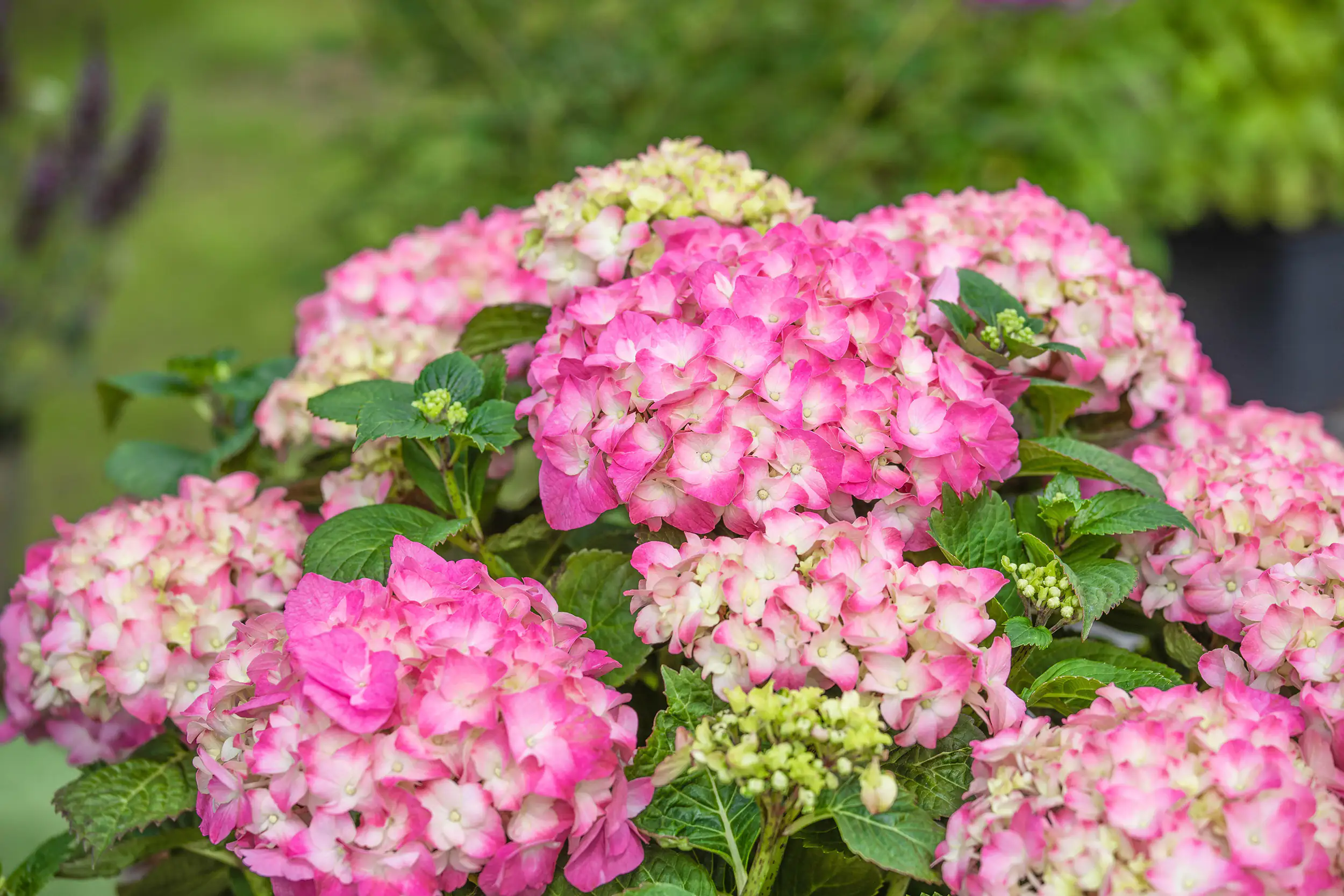 Freiland-Hortensie Hydrangea macrophylla 23 cm Topf
