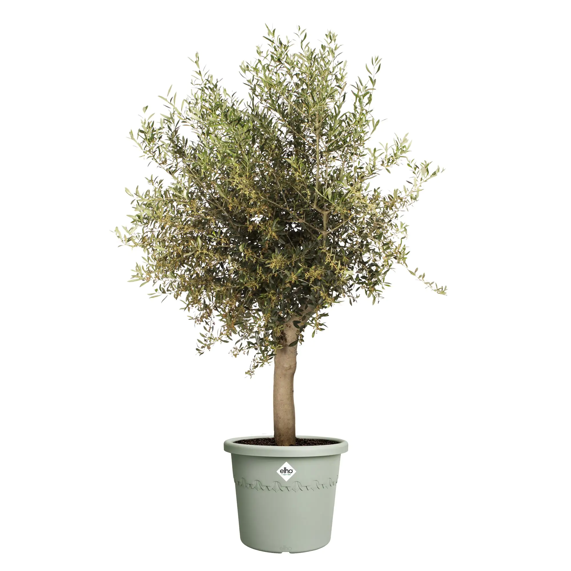 Elho Blumentopf Algarve Cilindro Ø 48 x 40 cm thymian grün