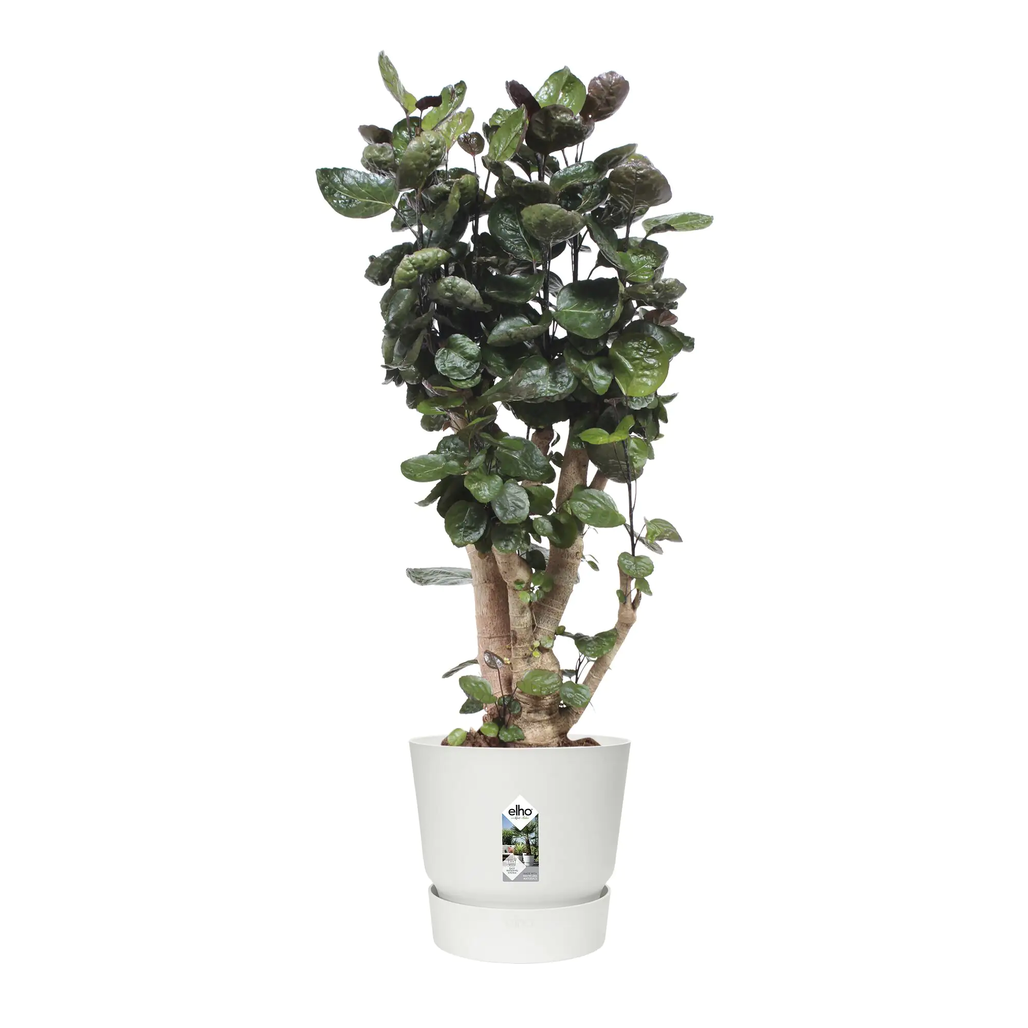 Elho Pflanztopf Greenville Ø 47 x 44 cm weiß