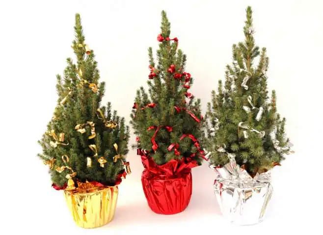 Zuckerhutfichte Picea glauca Conica Glitter & Glamour, H 20-30 cm, 1 L Container