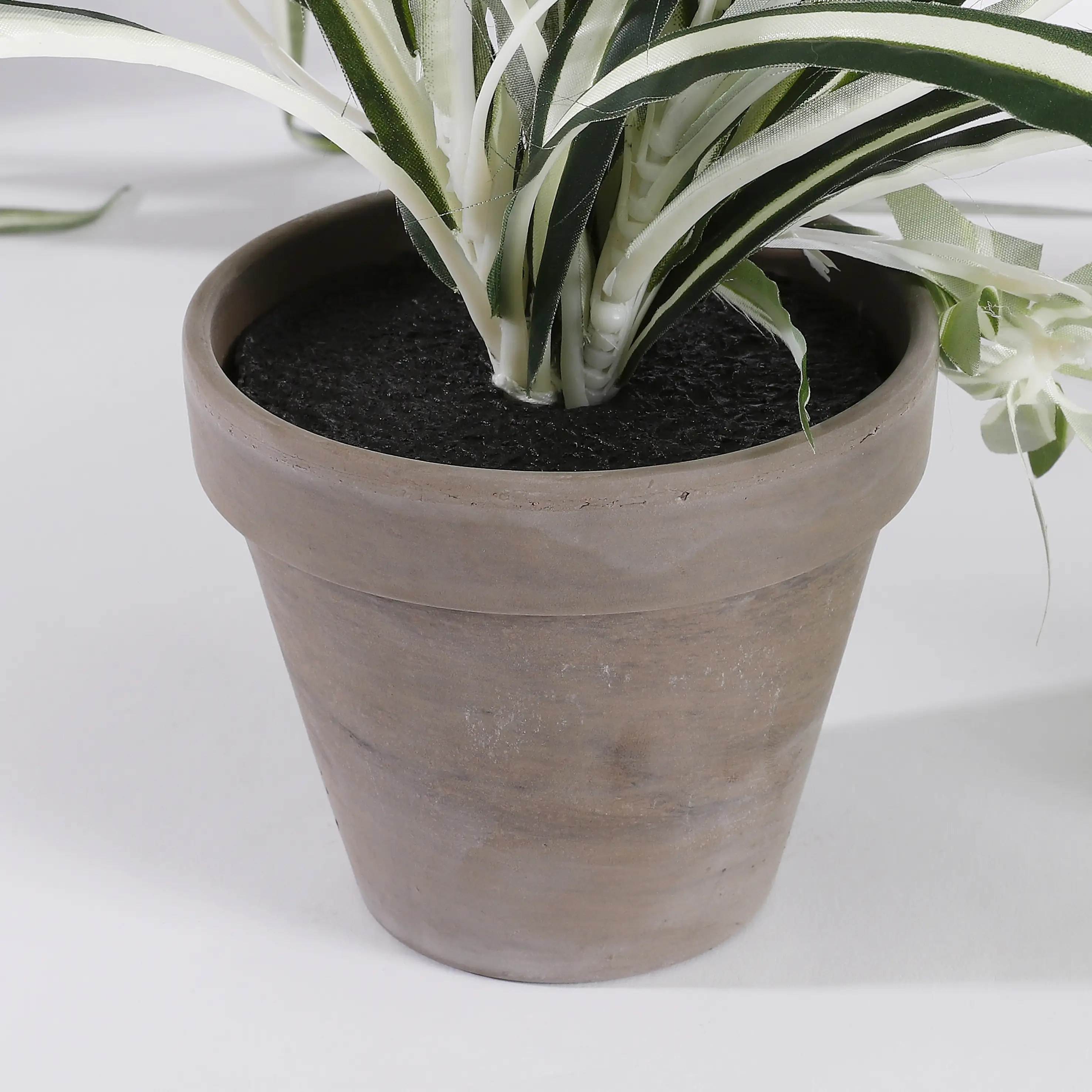 Mica Chlorophytum im Topf grün, 45 x 45 cm