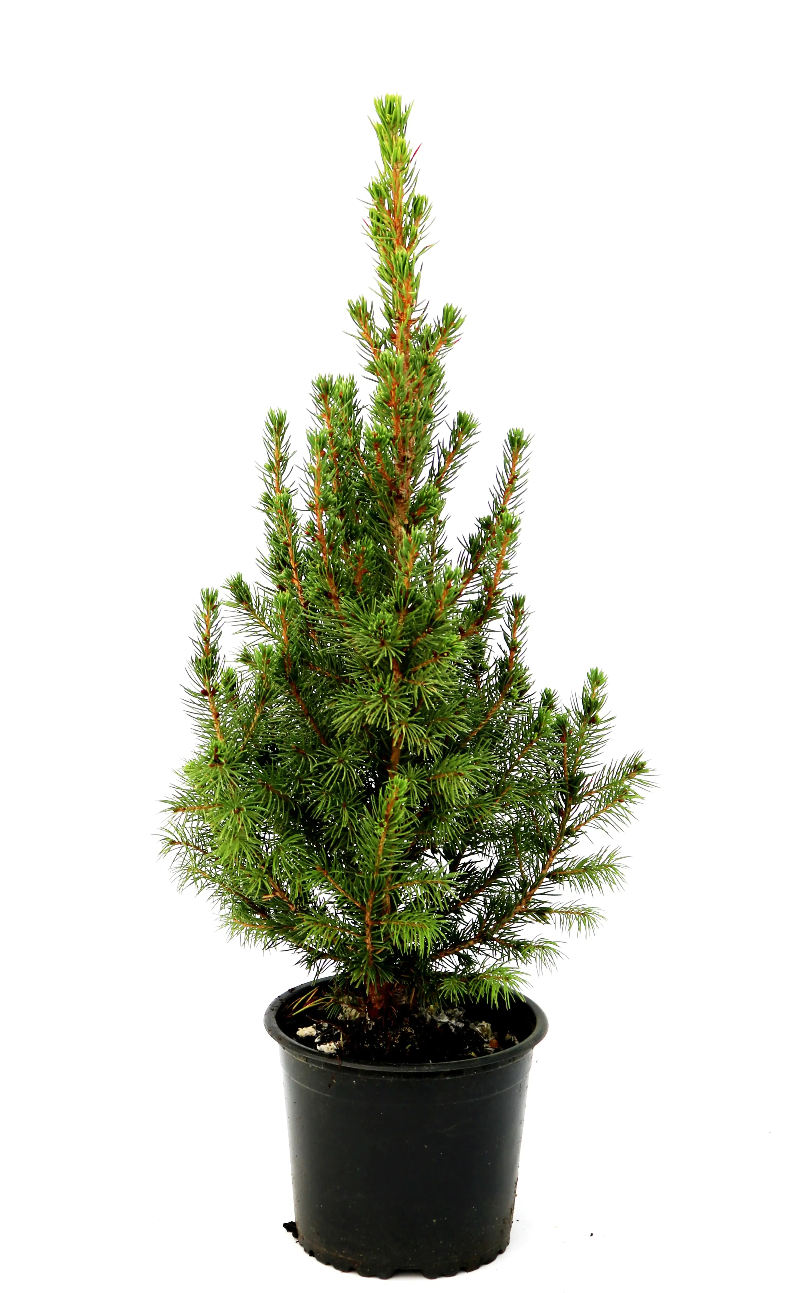 Zuckerhutfichte 20-25 cm hoch 1 L Container