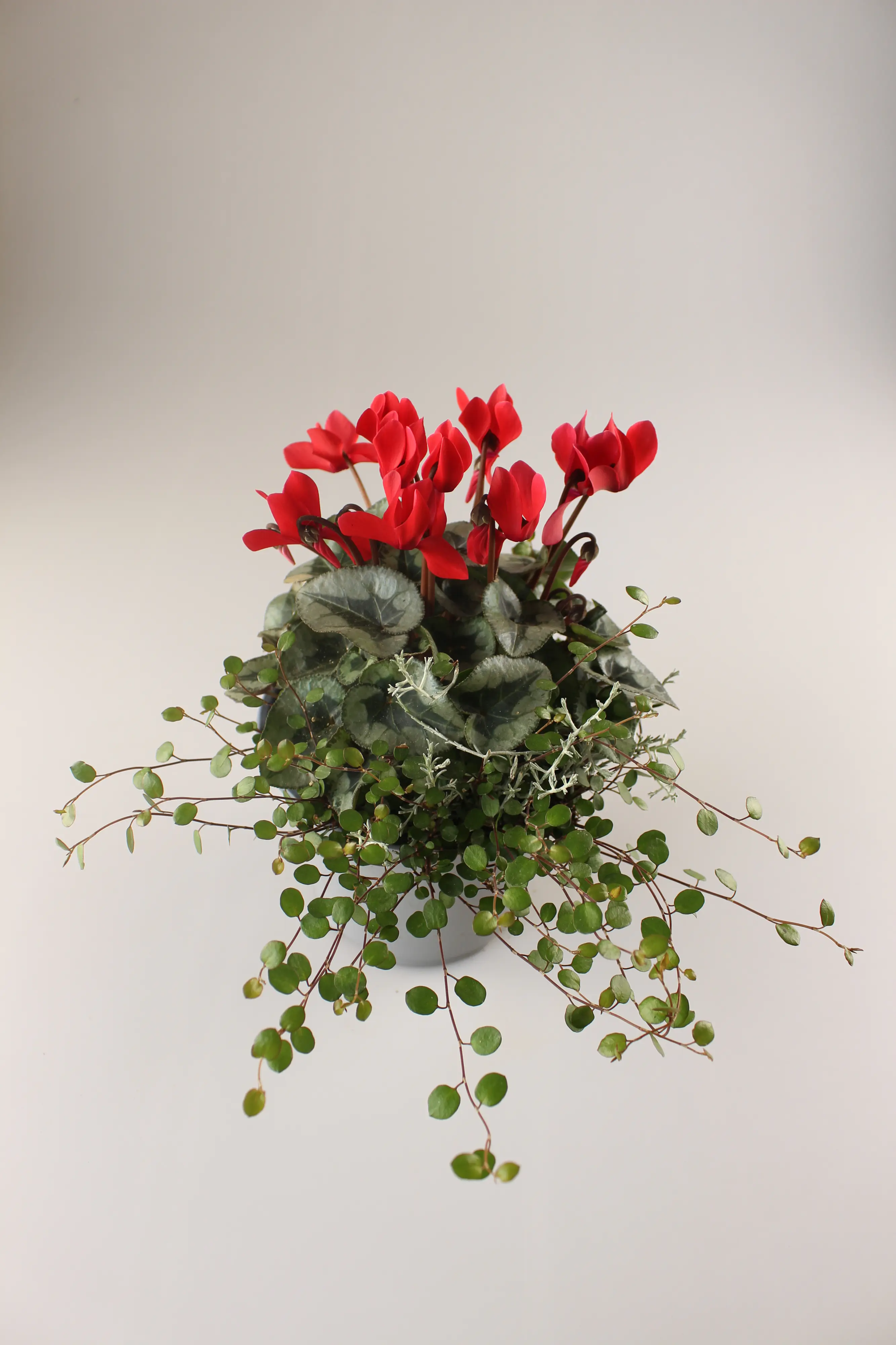 Alpenveilchen Cyclamen purpurascens 14 cm Topf