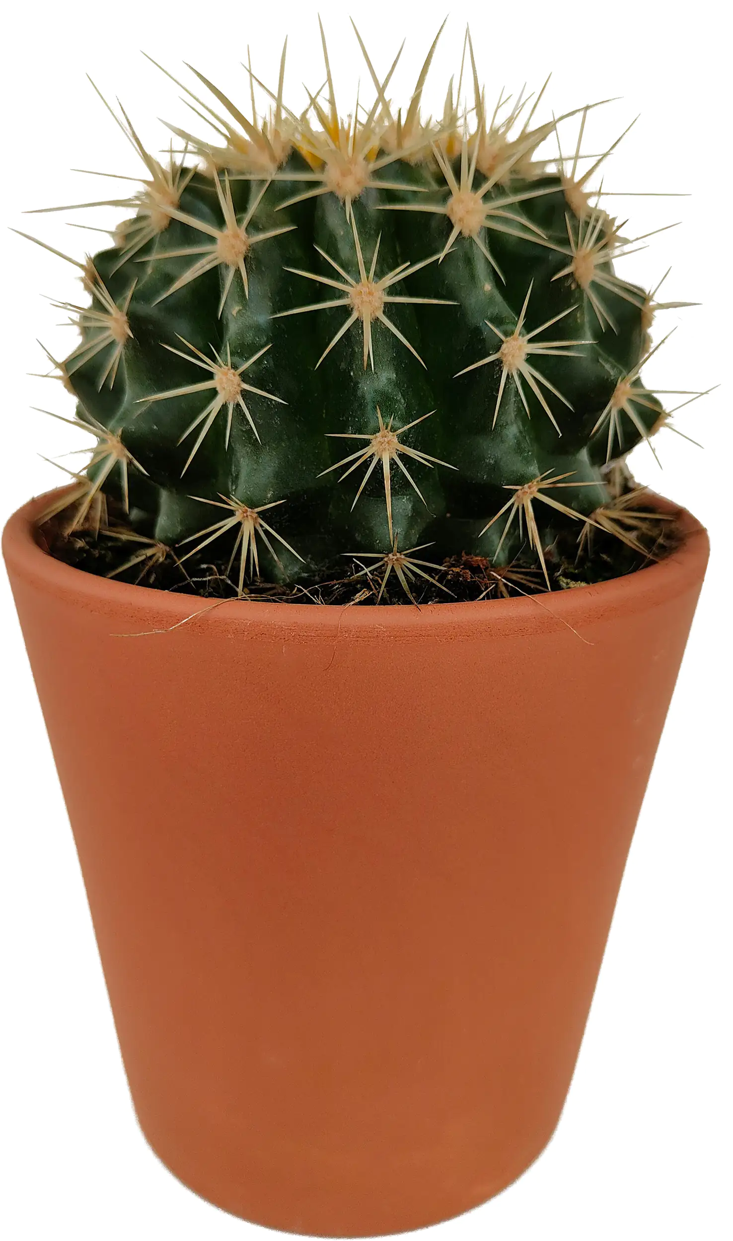 Kakteen Cactus in terracotta 11 cm Topf