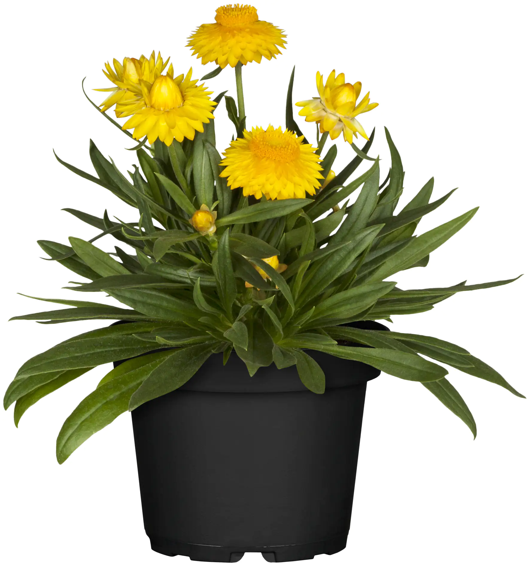 Strohblume Bracteantha 13 cm Topf