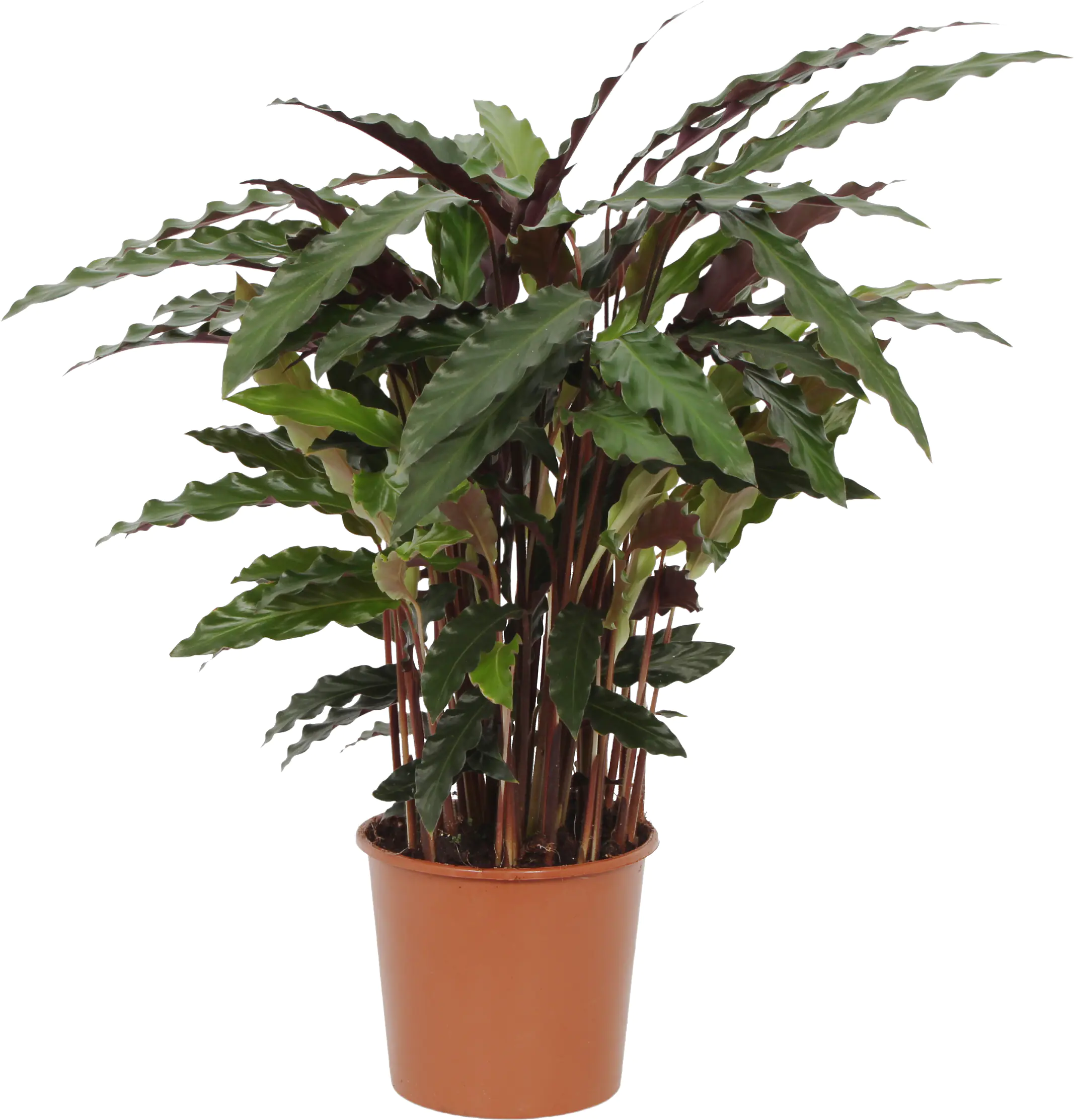 HAMIPLANT Korbmarante Calathea im 17 cm Topf