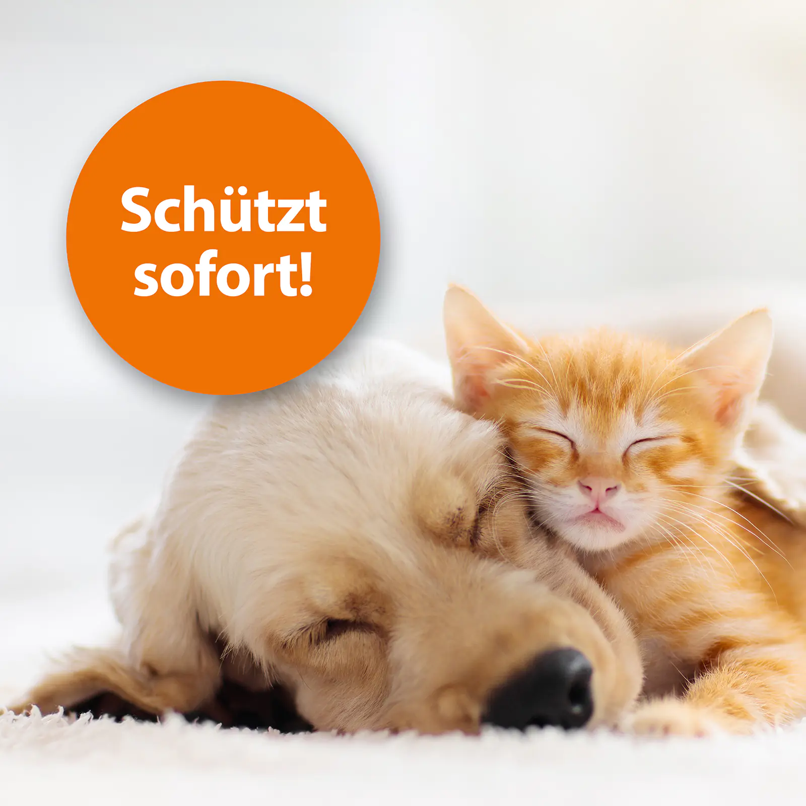 ARDAP Flohspray für Tiere 250 ml
