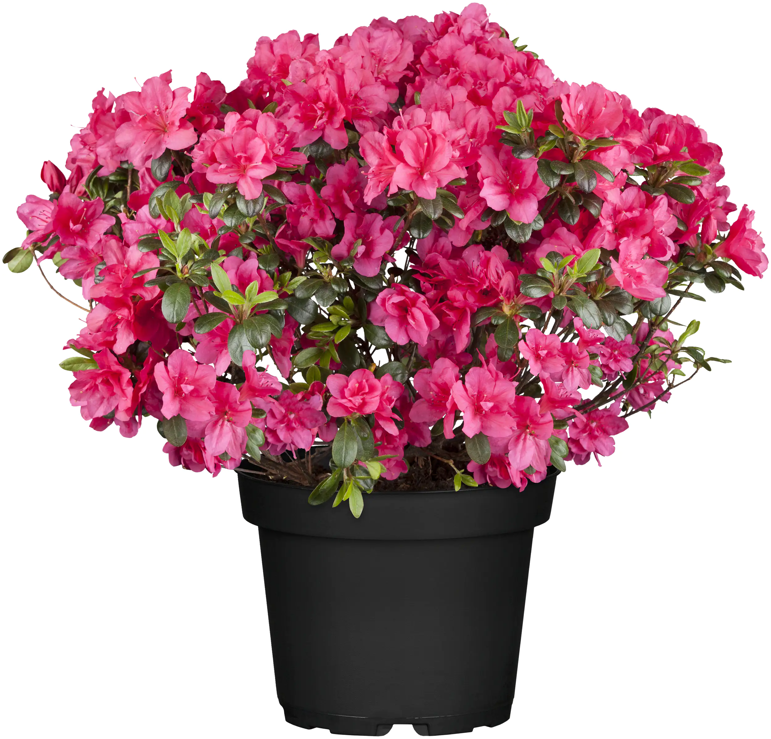 Rhododendron H 15- 20 cm 2 L Container