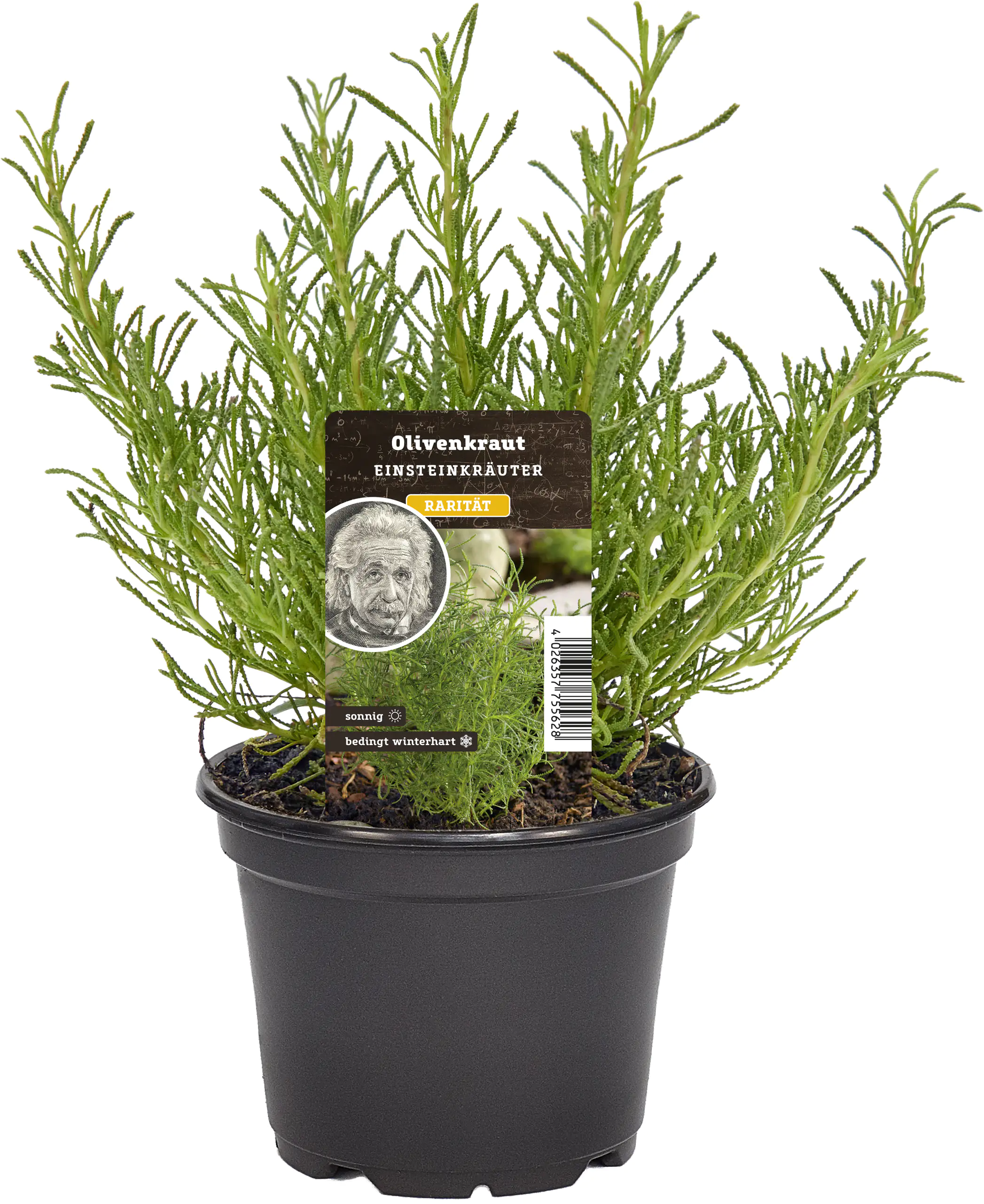 Einsteinkräuter Olivenkraut 12 cm Topf