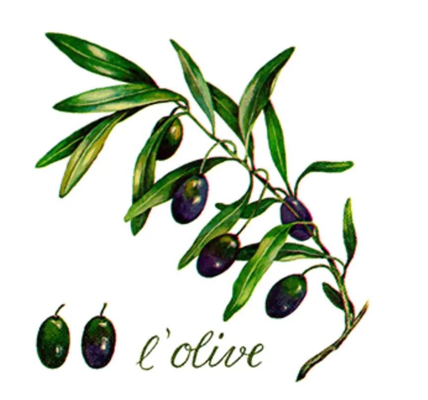 Braun & Company Servietten l'Olive, 33 x 33 cm - 20er Pack