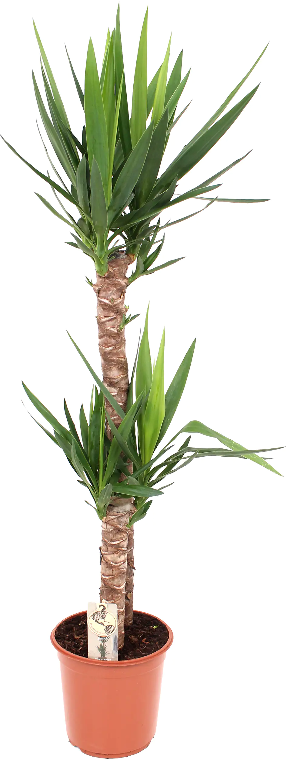 Palmlilie Yucca H 130 cm 24 cm Topf