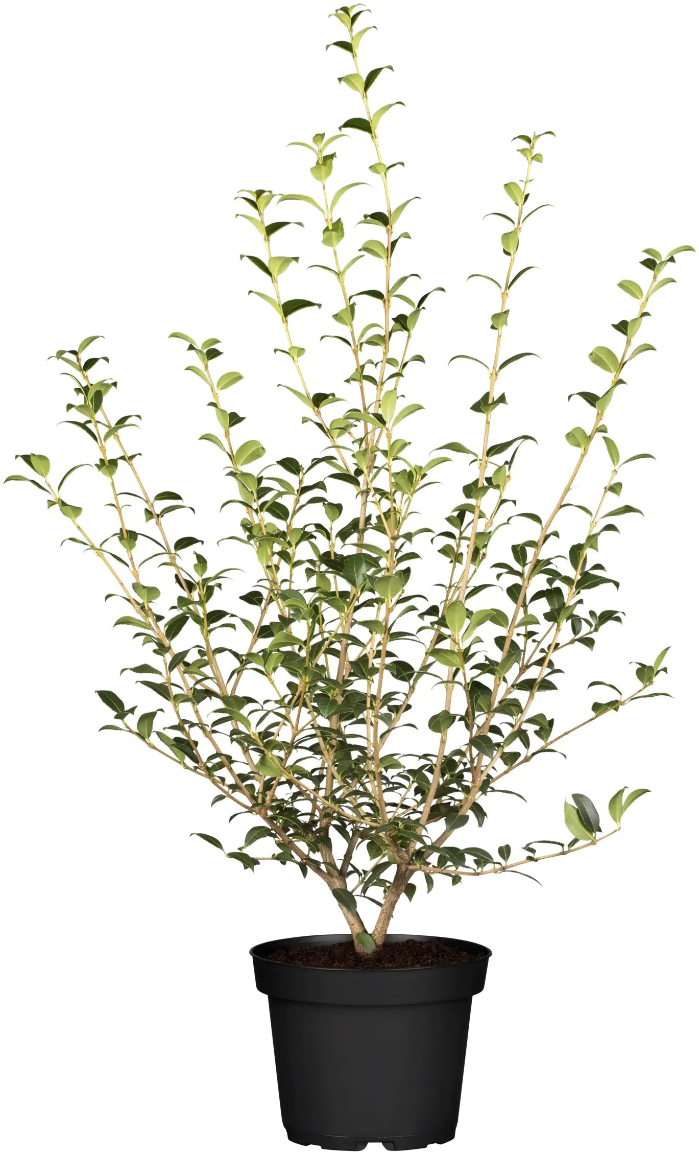 Frühlingsduftblüte Osmanthus Burkwoodii H 140 - 160 cm, 15 Stück