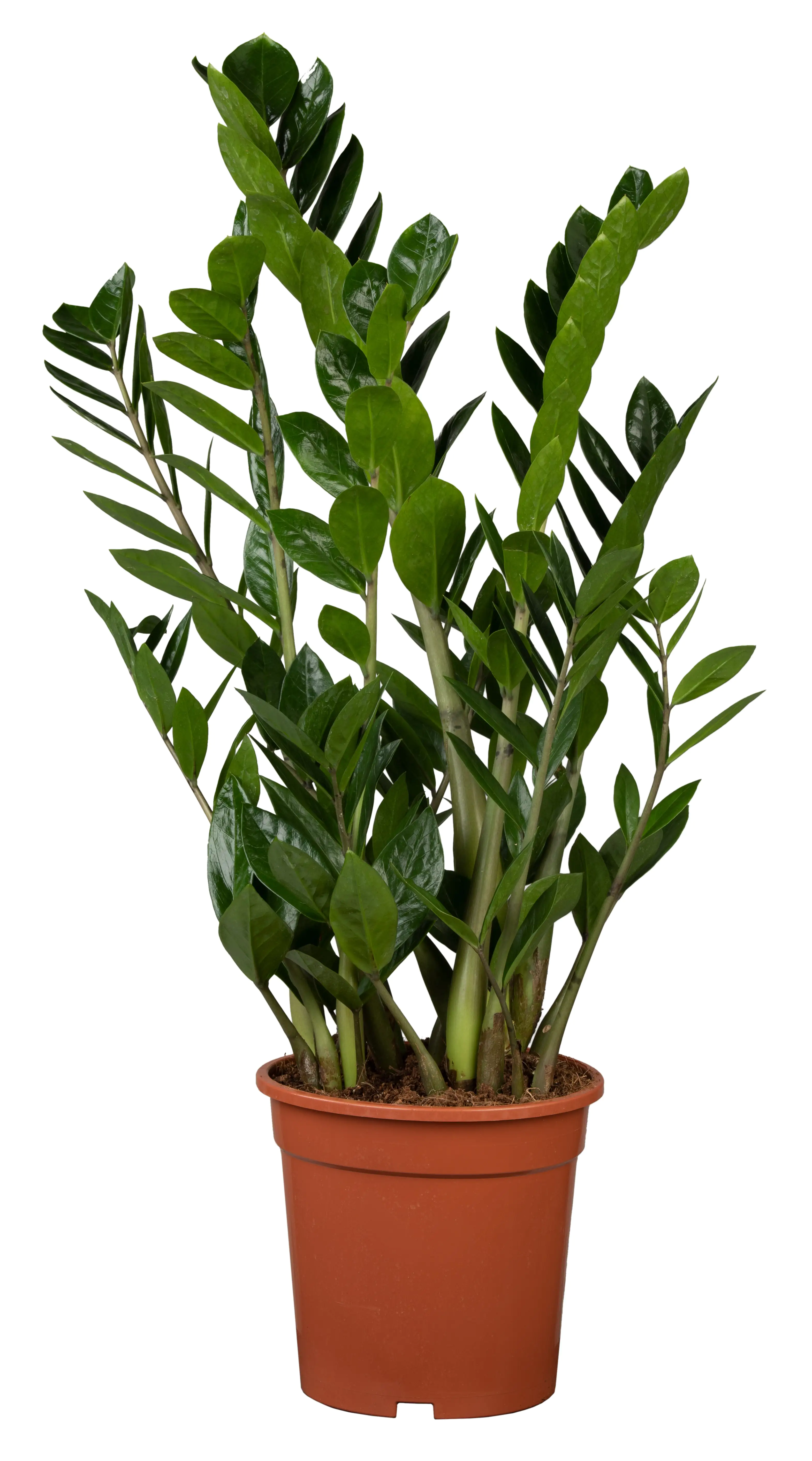 Zamioculcas Zamifolia Glücksfeder 80 cm 21 cm Topf