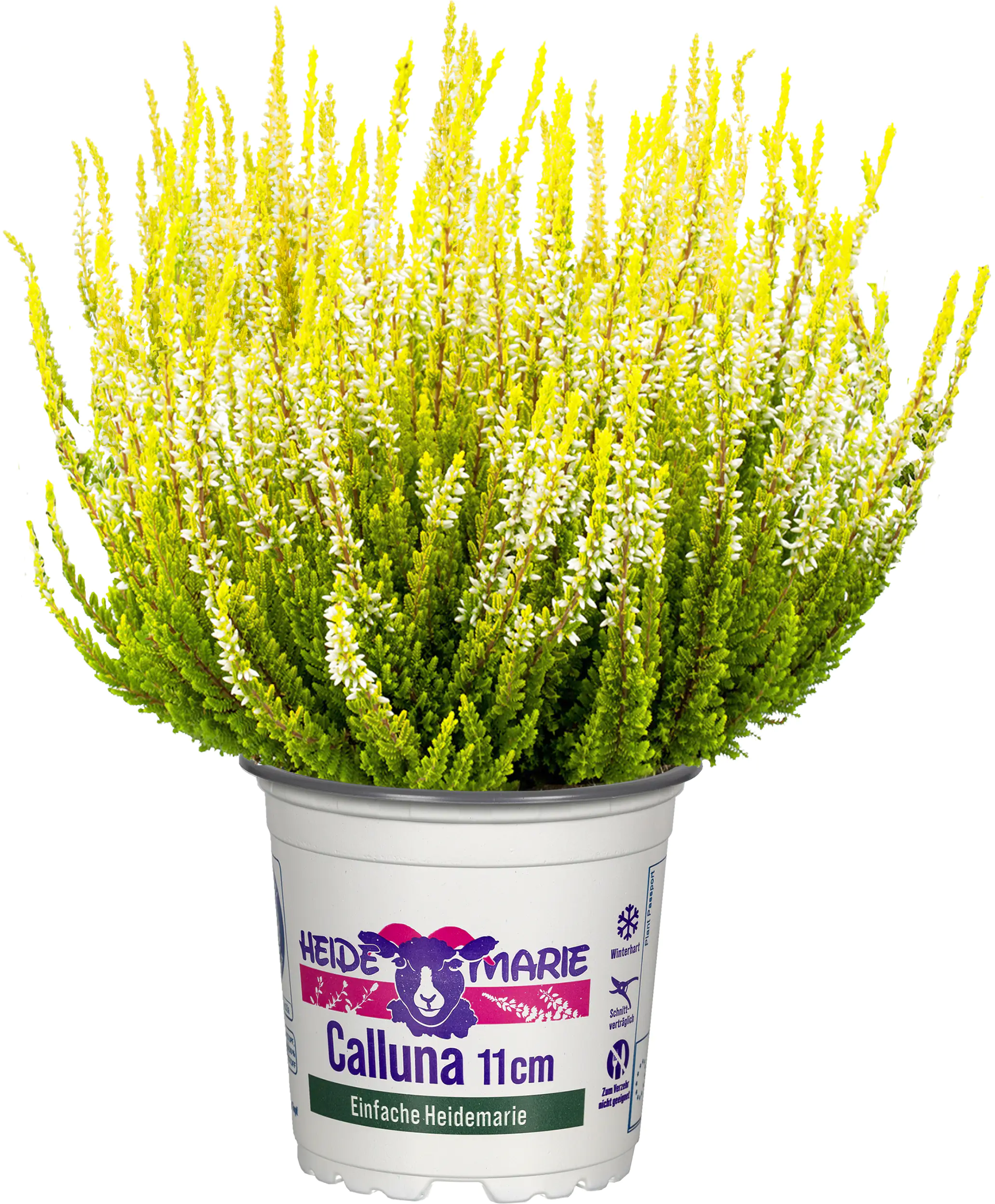 Heidemarie Calluna vulgaris die Einfache Heidemarie® H 12 - 15 cm P11 Container
