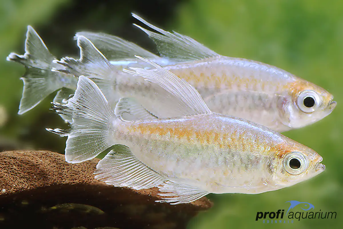 Blauer Kongosalmler Phenacogrammus interruptus