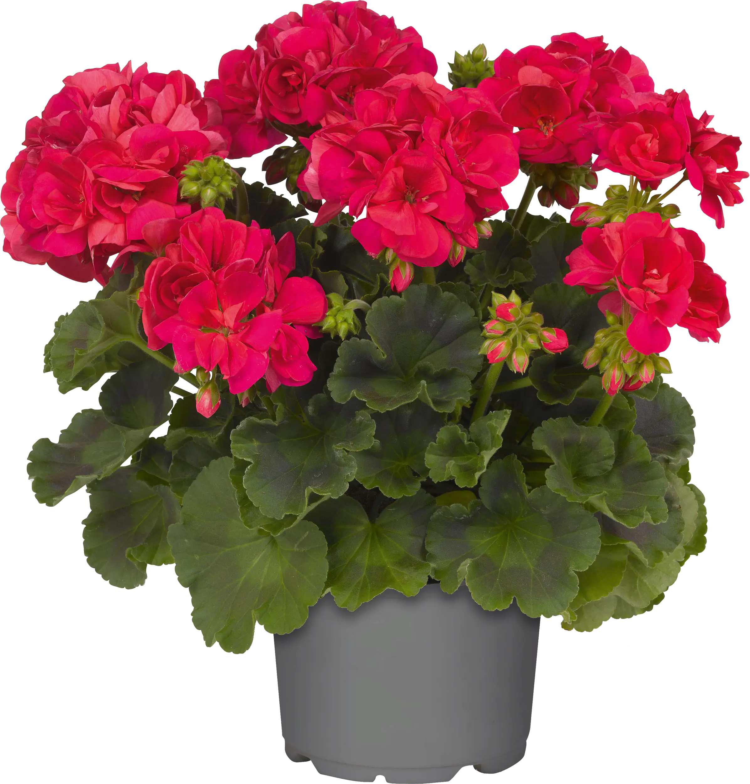 Geranie stehend Geranium zonale H ca 25 cm 1 L Container