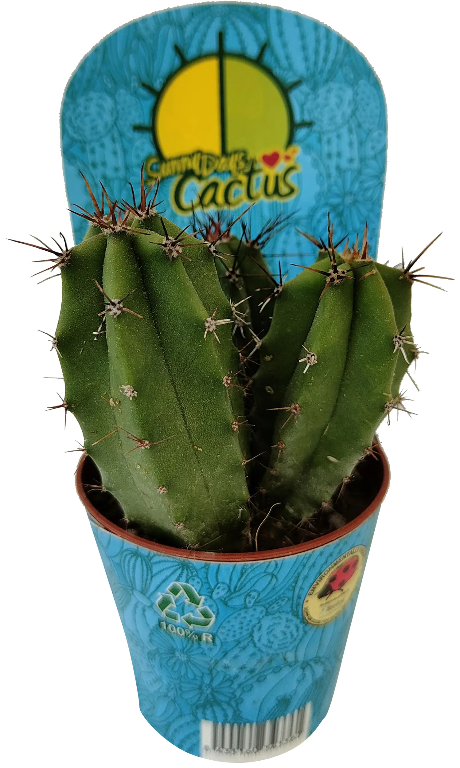 Kakteen mix 5,5 cm Topf