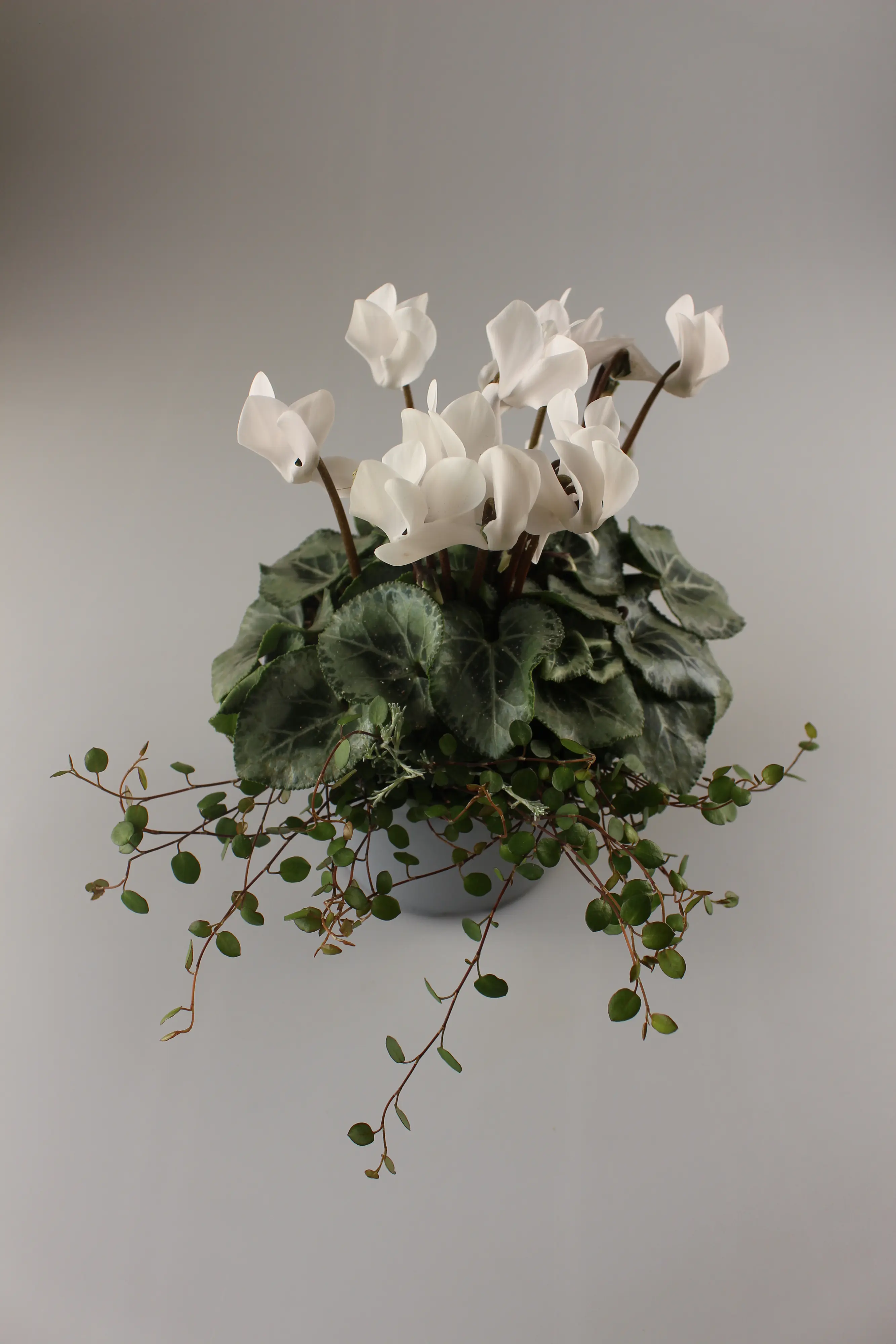Alpenveilchen Cyclamen purpurascens 14 cm Topf