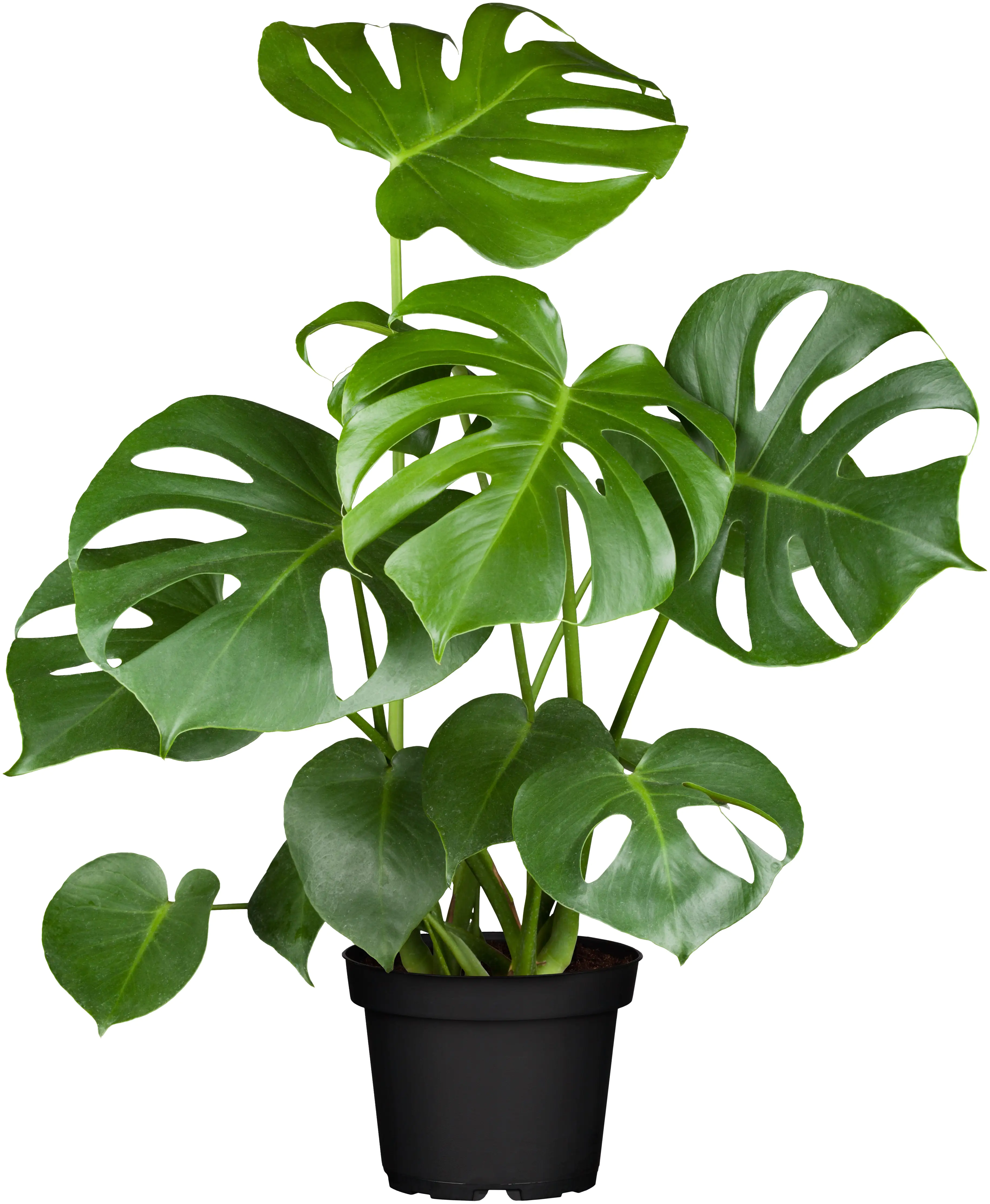 Fensterblatt Monstera Deliciosa H ca. 55 cm 17 cm Topf