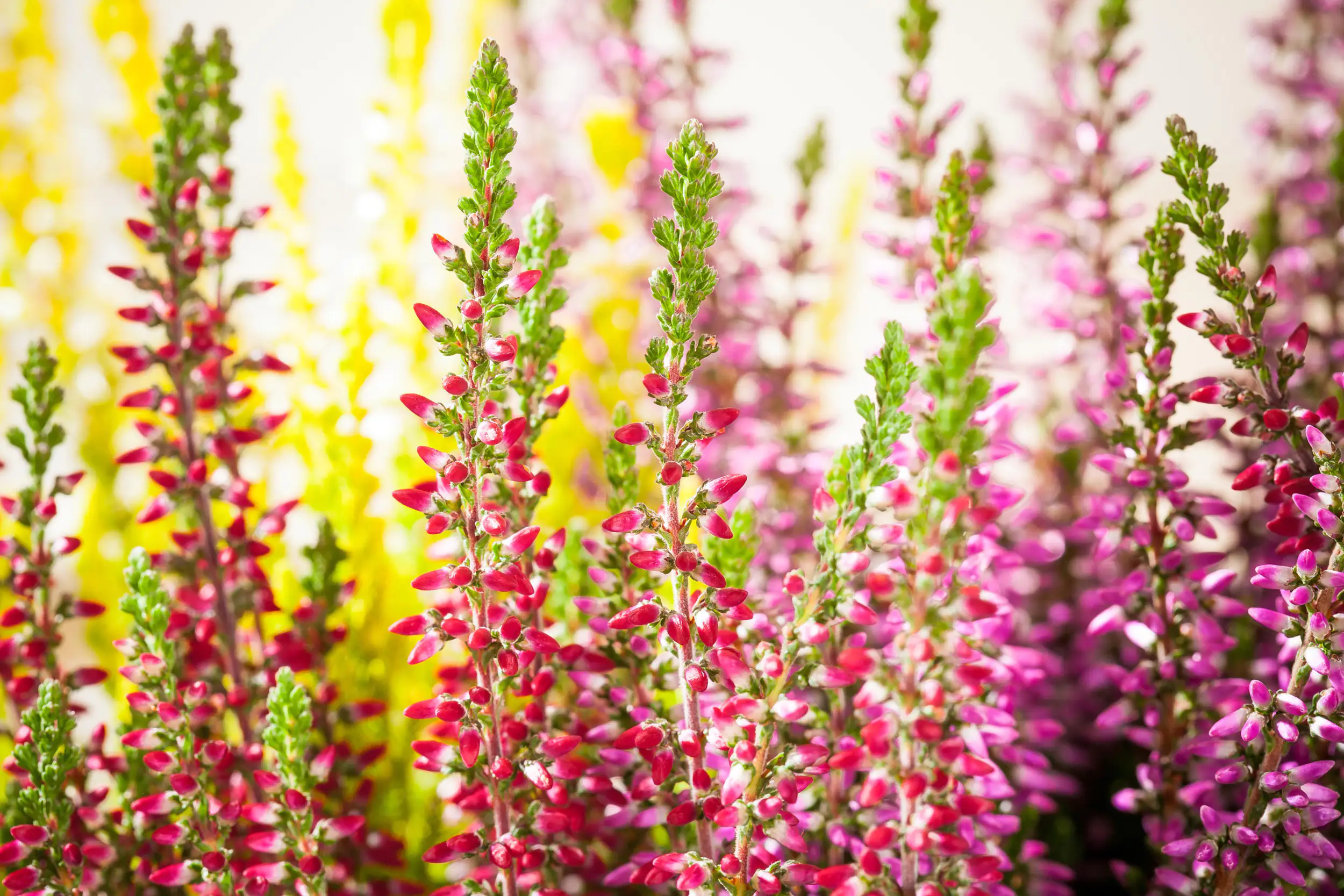 Calluna Garden Girls 11 cm Topf