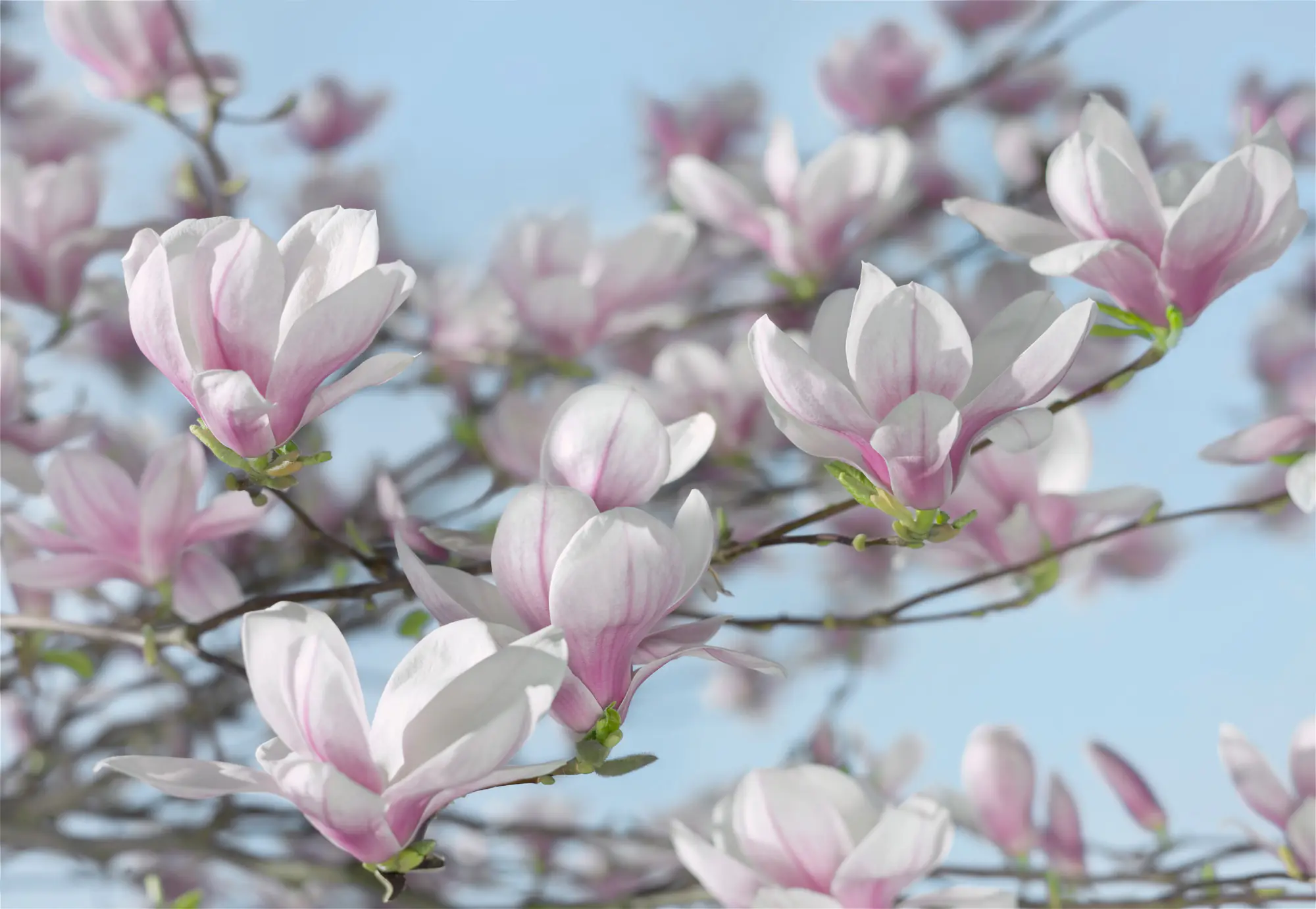 Komar Fototapete Magnolia 368 x 254 cm 