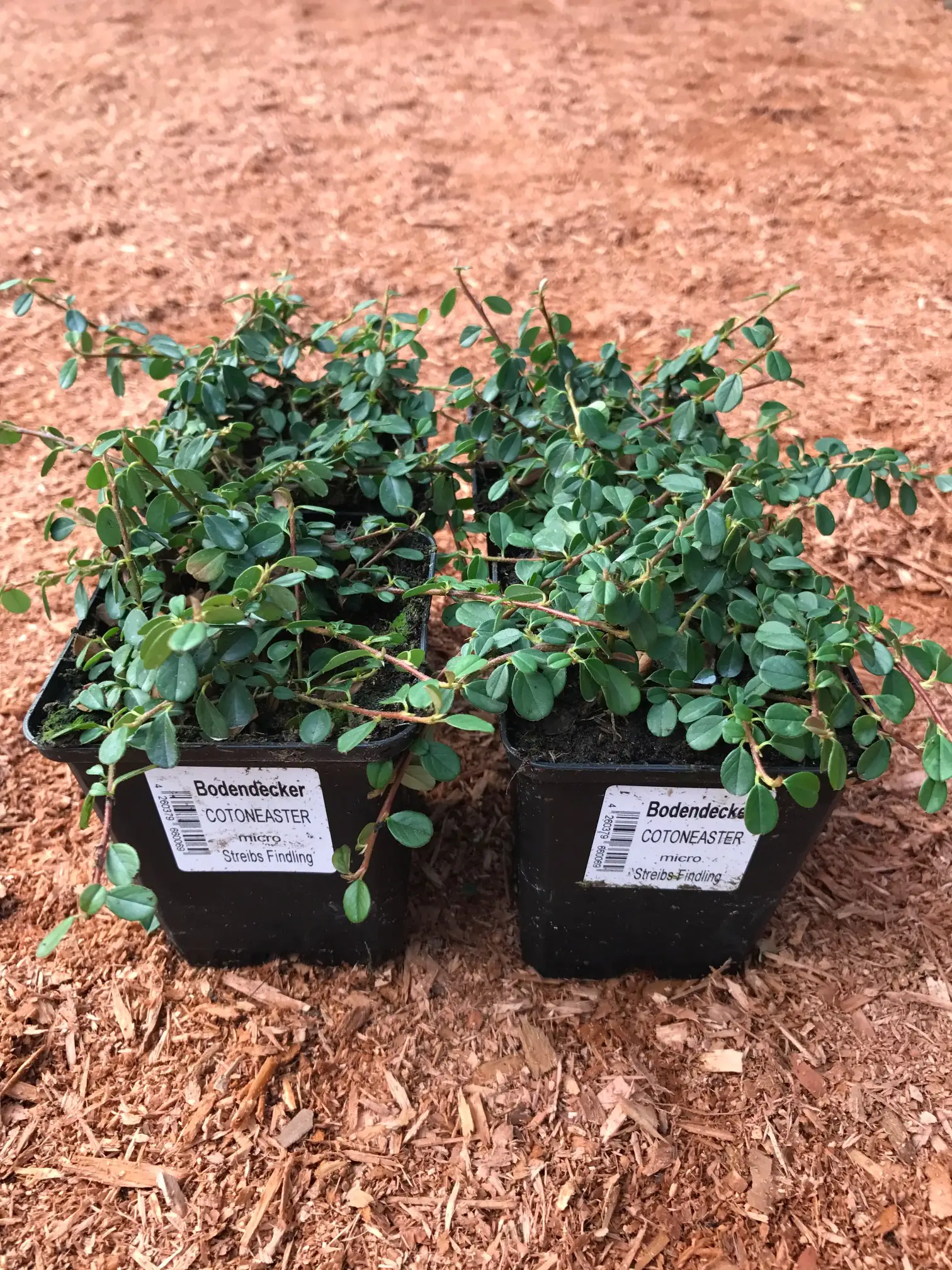 Teppichmispel Cotoneaster dammeri 'Frieders Evergreen' 0,5 l Container
